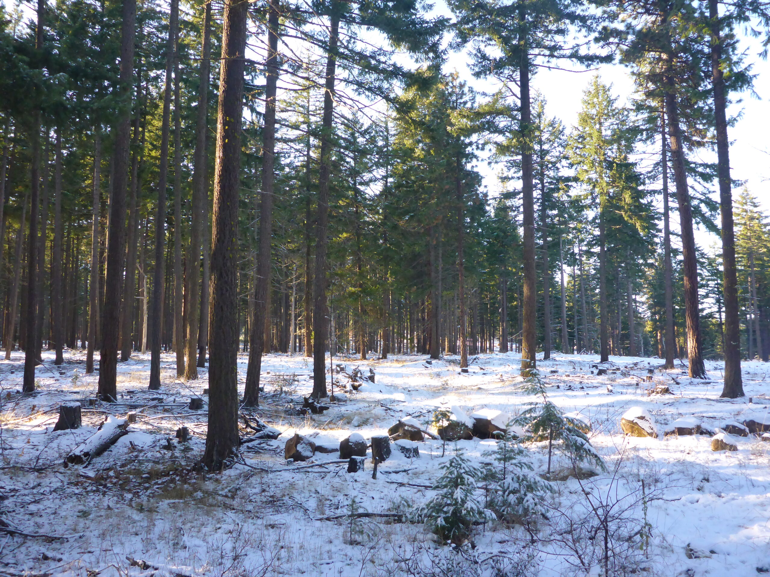 This is a landscape photo of a unit in Sportman's Park. The ground is covered with snow and there are tall thin trees evenly spaced from one another.