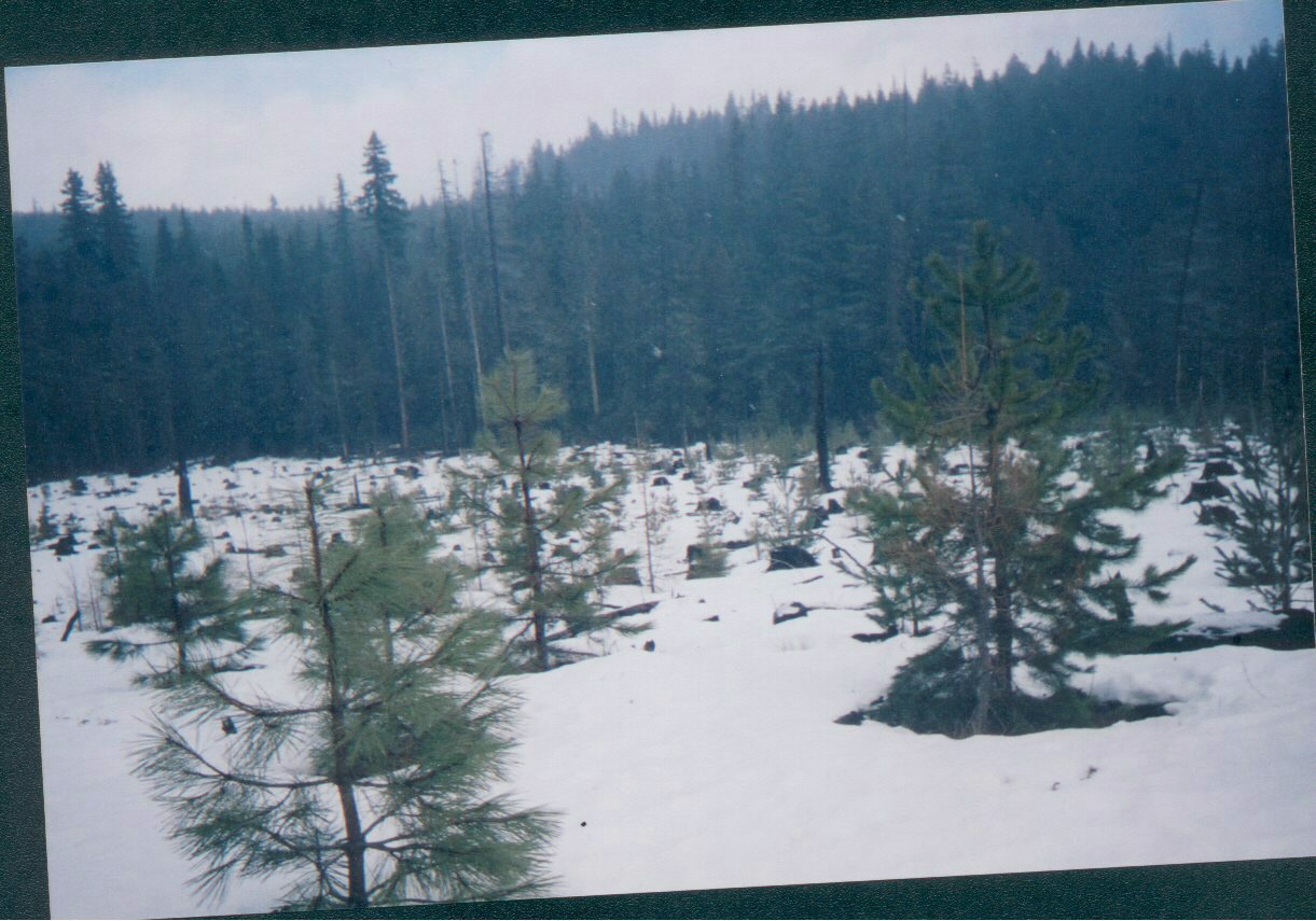 This is a film photo of a clear cut covered in snow. In the foreground there are small understory trees.