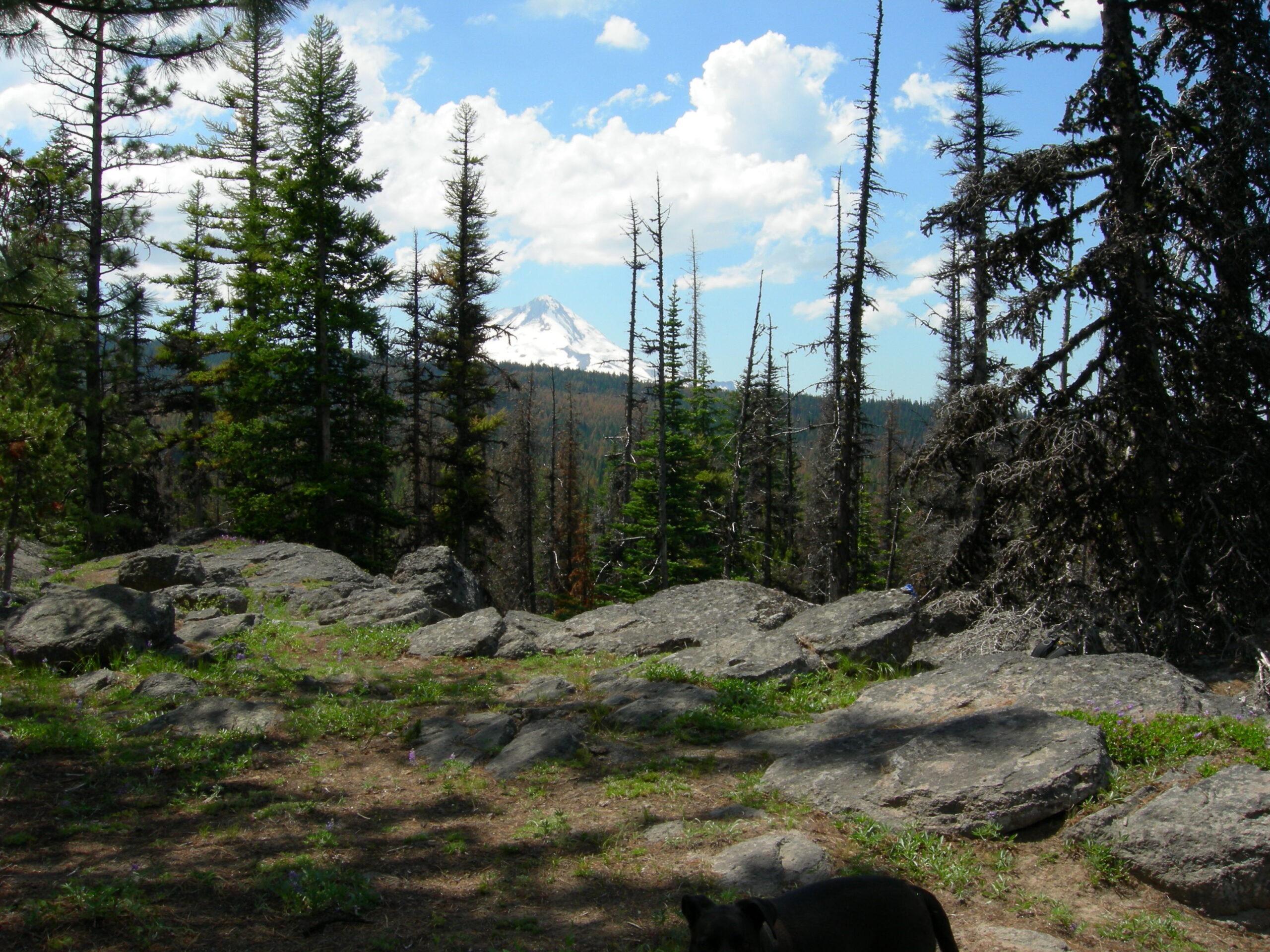 A view of Mt Hood on top of a rocky outcropping. There are big fluffy clouds in the blue sky above.