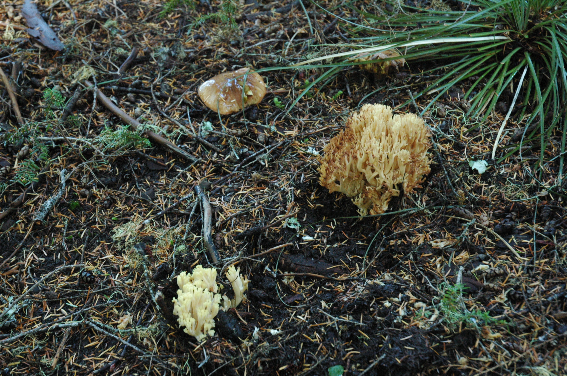 A variety of mushrooms growing on the forest floor in addition to some dark green bear grass within the Hilynx Timber Sale