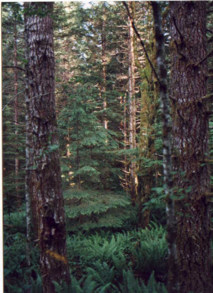 This is a photo taken in the Rusty Saw Timber Sale focusing on the understory and midstory of the forest. The trees are dark green with dark green ferns and have some light coming through the canopy.