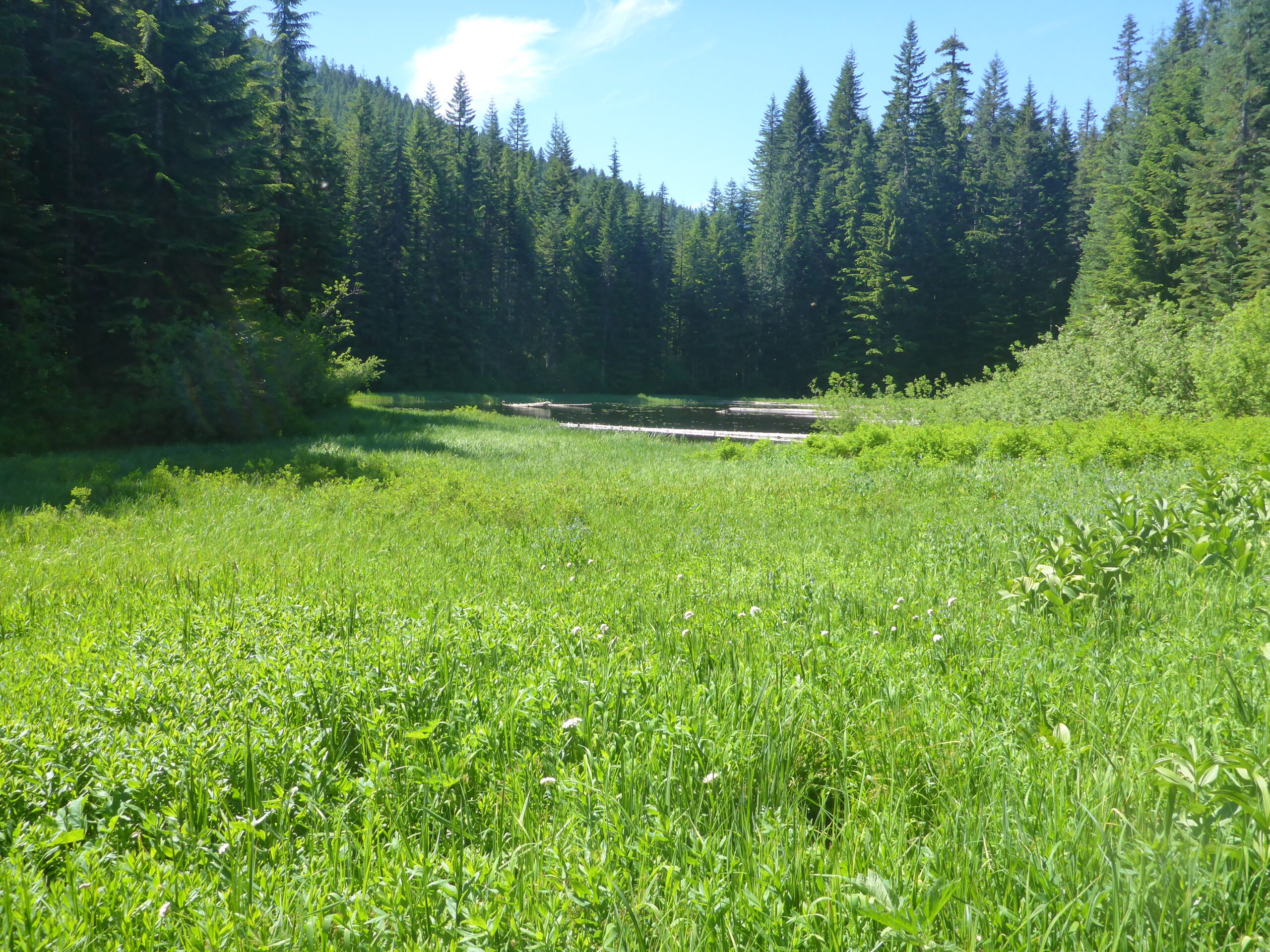 In the foreground there is medium length bright green grass. In the foreground of the photo there is a sliver of a meadow surrounded by the forest's edge.