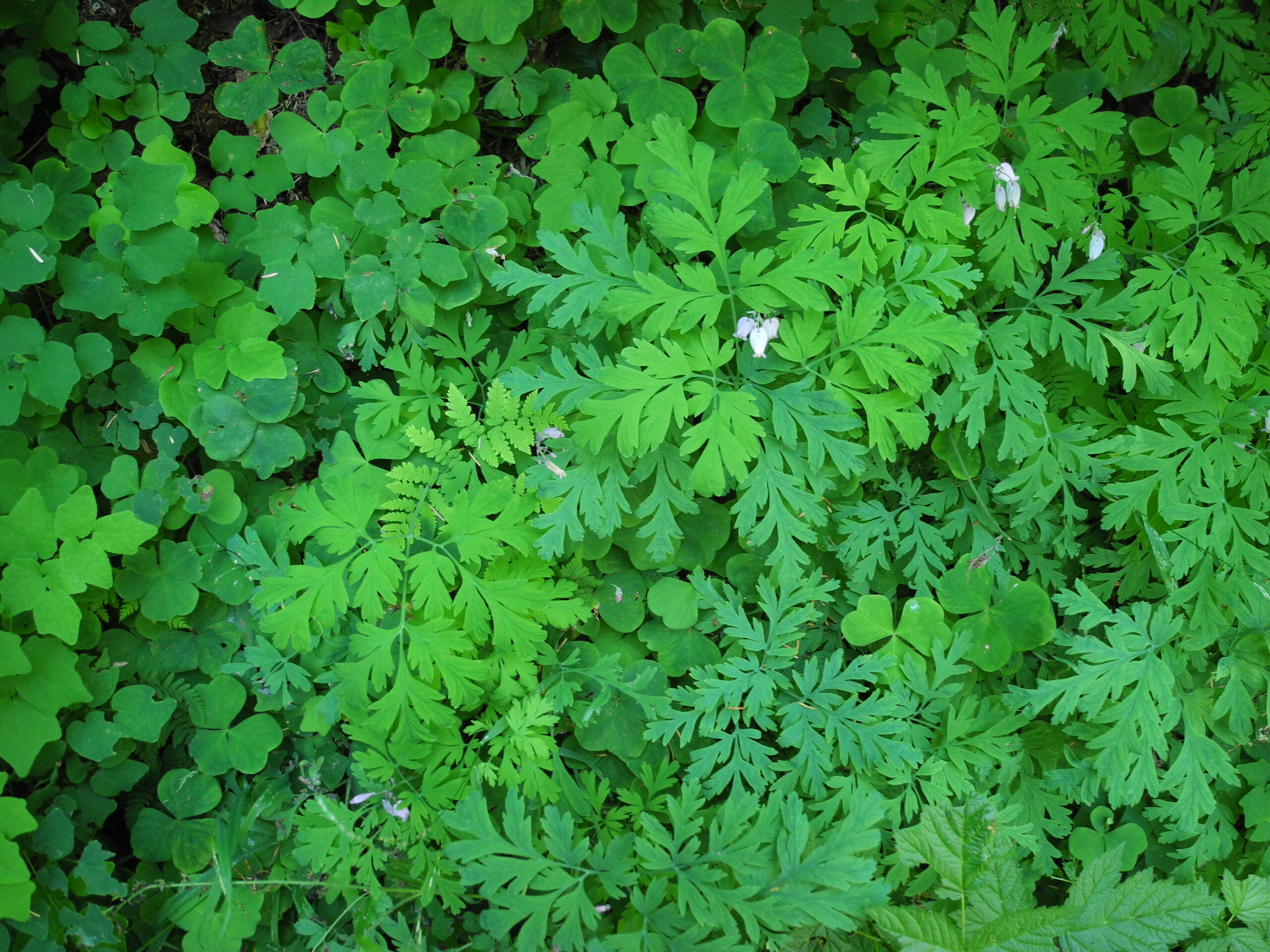 Color photo of a forest floor in summer, bright green, showing bleeding heart flower, fern, duckfoot, and oxalis,