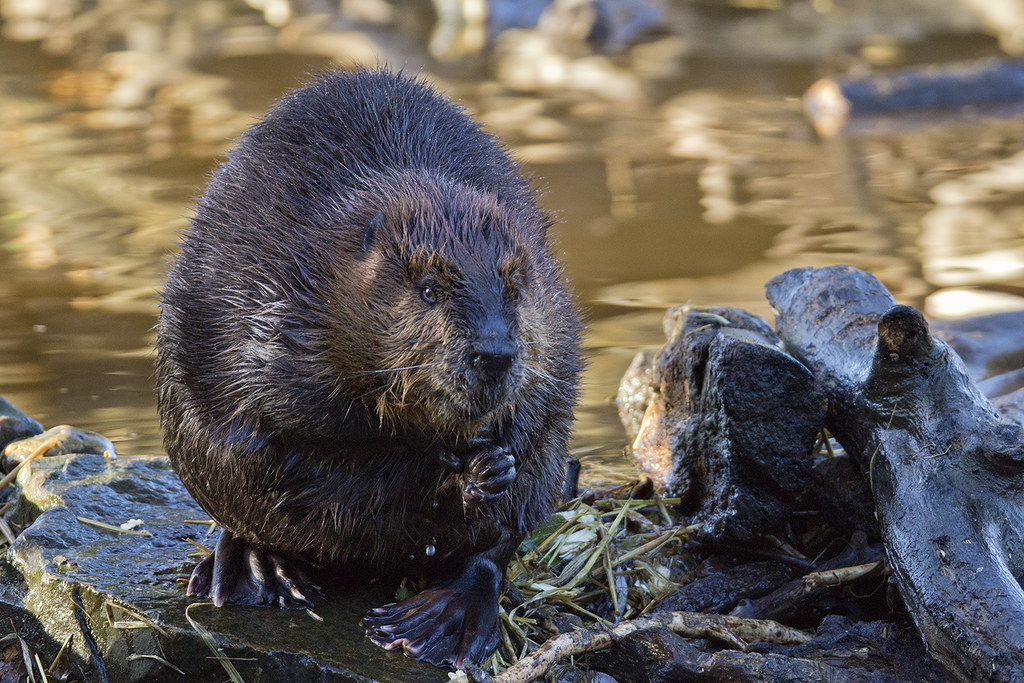 Color photo of a beaver, recently having swum, clasping its own hands on a rock in front of water.