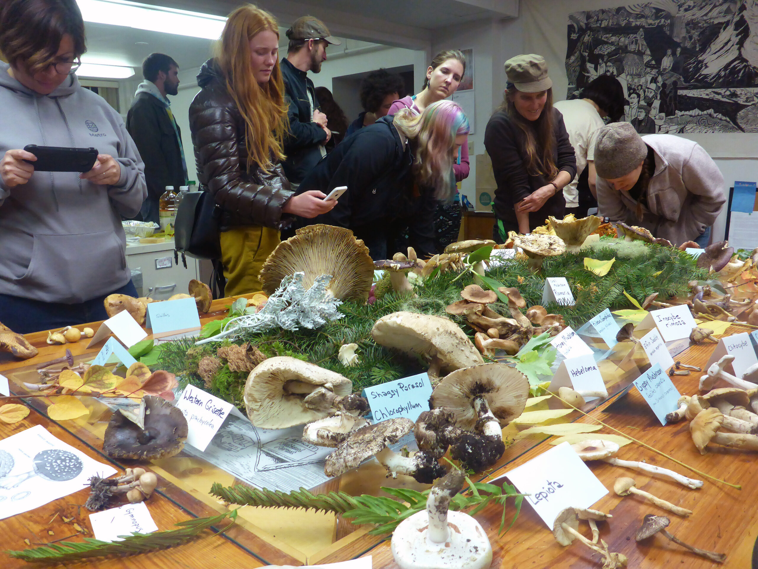 Color photo of a group of people exclaiming over a mushroom display on a long wooden table. Various samples and name cards are arranged. Many folks are taking pictures with their cellphones.