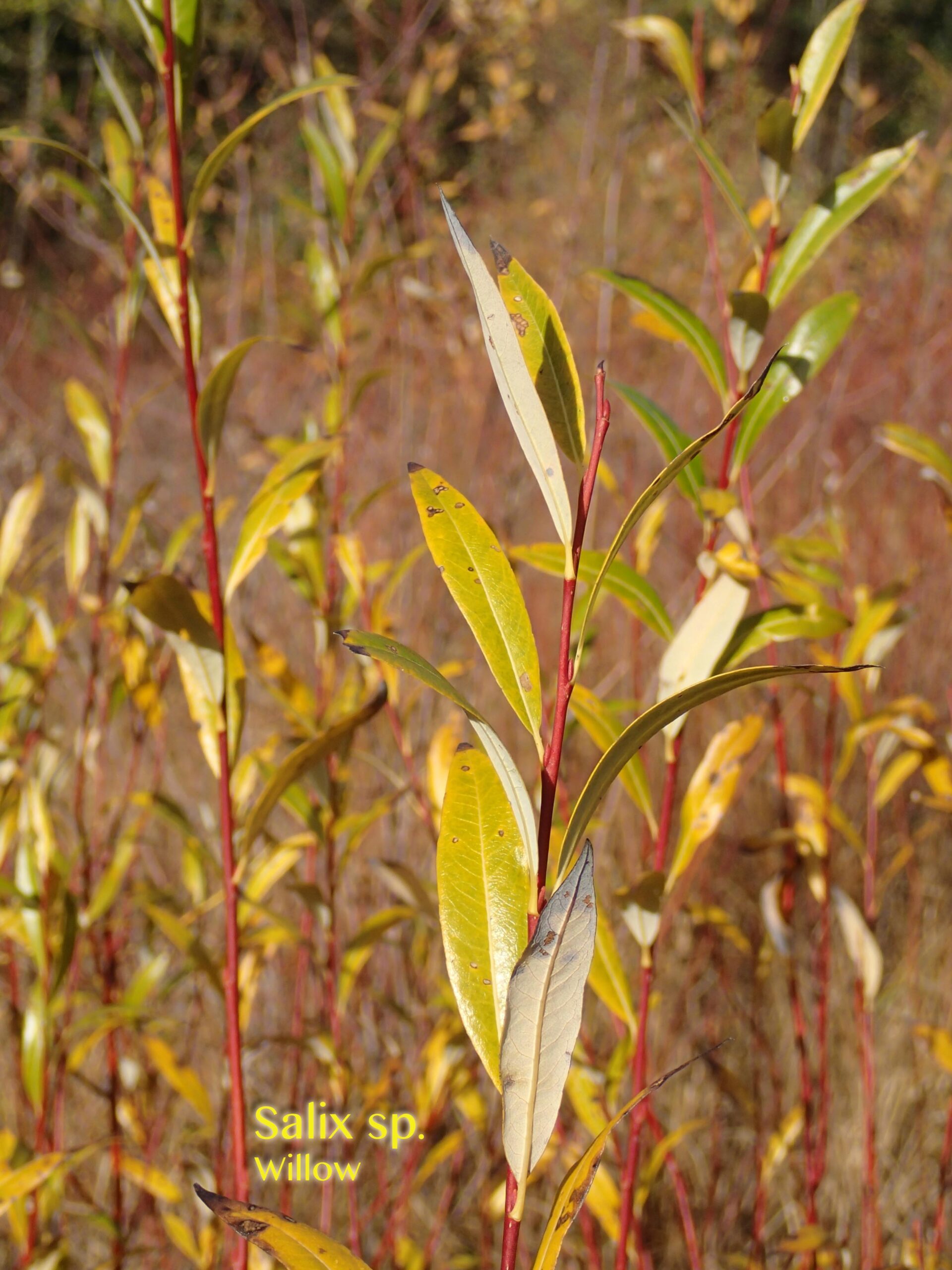 Color photo of willow in the fall, looking golden on a clear day. The stems are reddish.