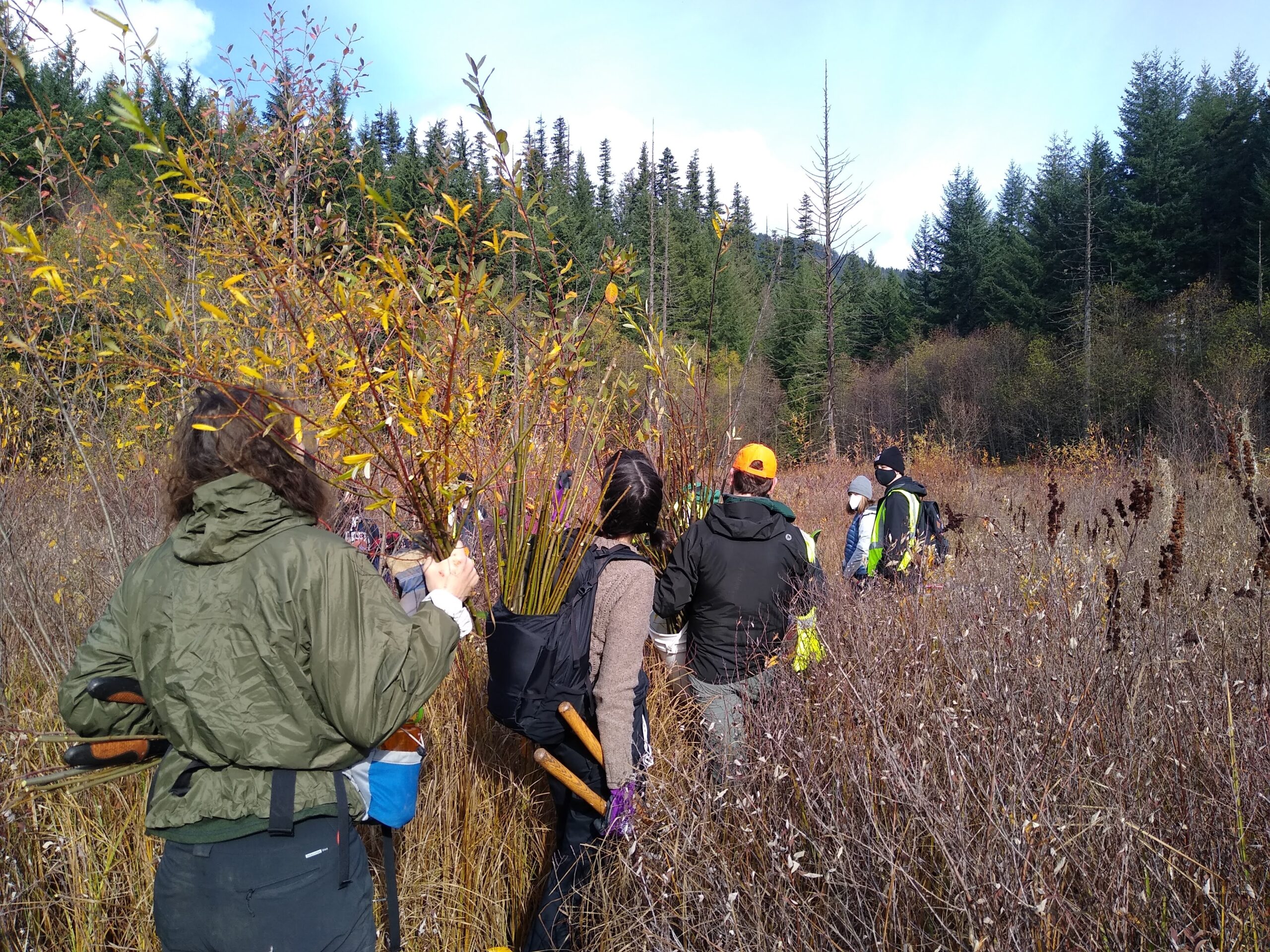 Volunteers form a line in a wetland with the goal of transplanting willow stakes around Sam Creek and the surrounding area to restore the environment for beaver’s return. Several have tools at their belt and have their hands full with bundles of ethically-harvested willow branches, 2021