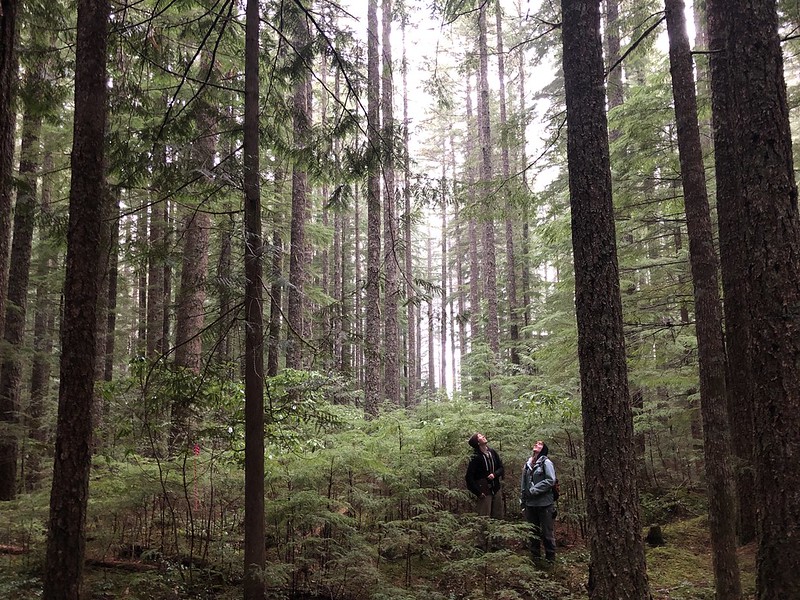 Two volunteers are standing in the forest, looking up in awe at the height of the surrounding trees. The forest is lush and vibrant, showing an understory growing up to a tall canopy.