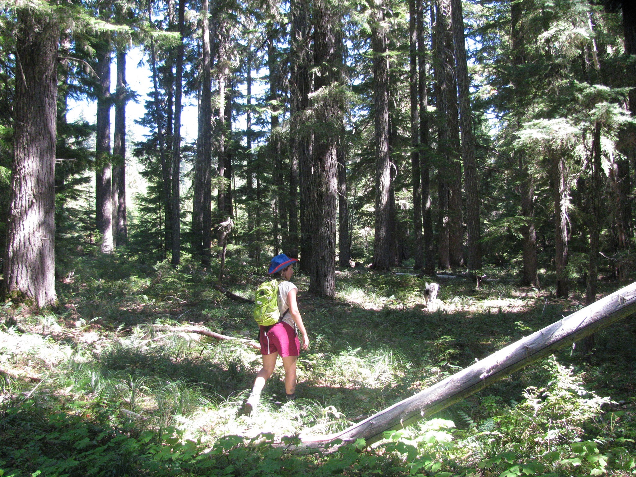 Color photo of a Bark volunteer wearing a blue hat, pink shorts, and a lime green backpack walking in the forest. The light is dappled amongst the fir trees and forest floor.