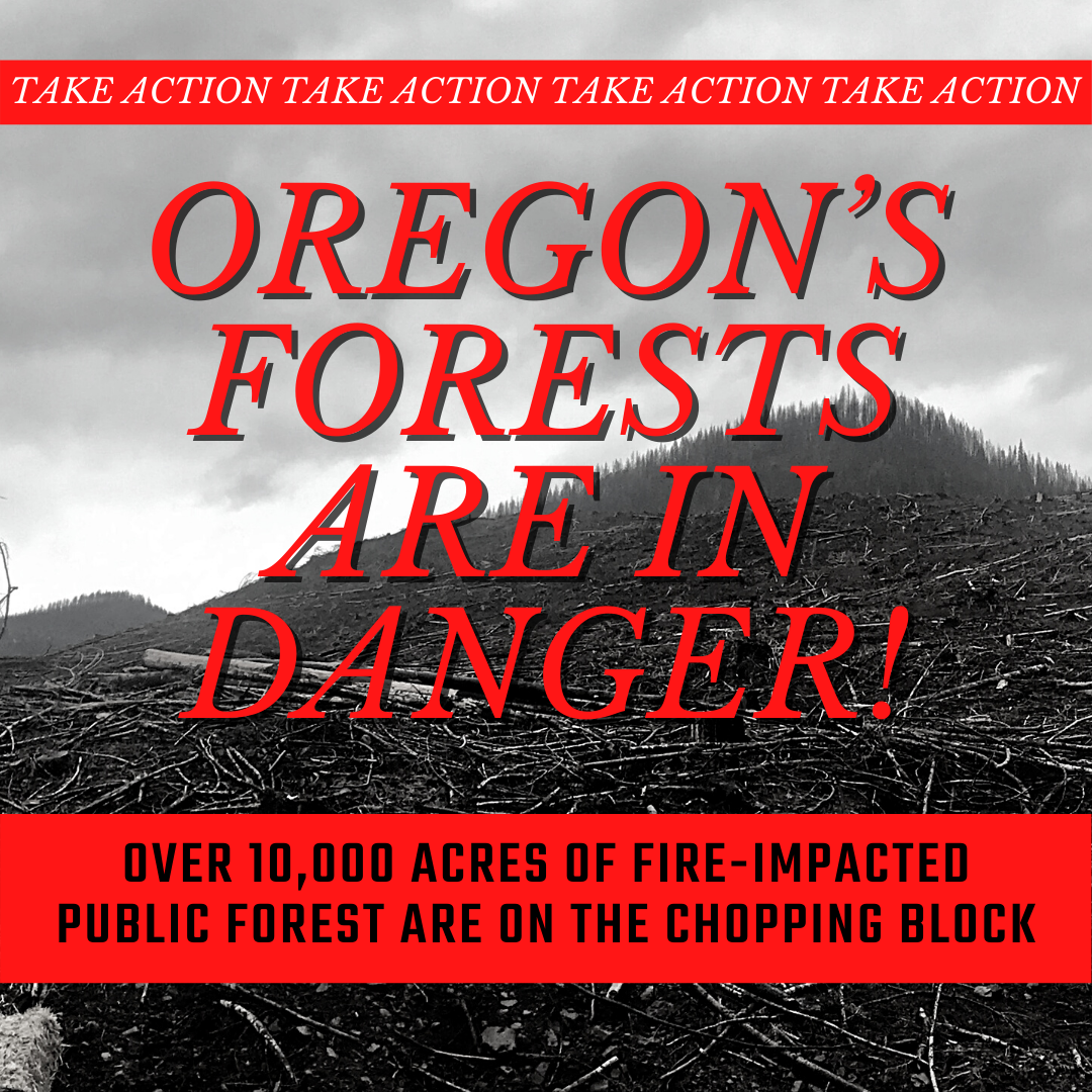 Square image with black and white photo in the background showing a hill logged after fire with text that reads: take action, oregon's forests are in danger. Over 10,000 acres of fire-impacted public forest are on the chopping block