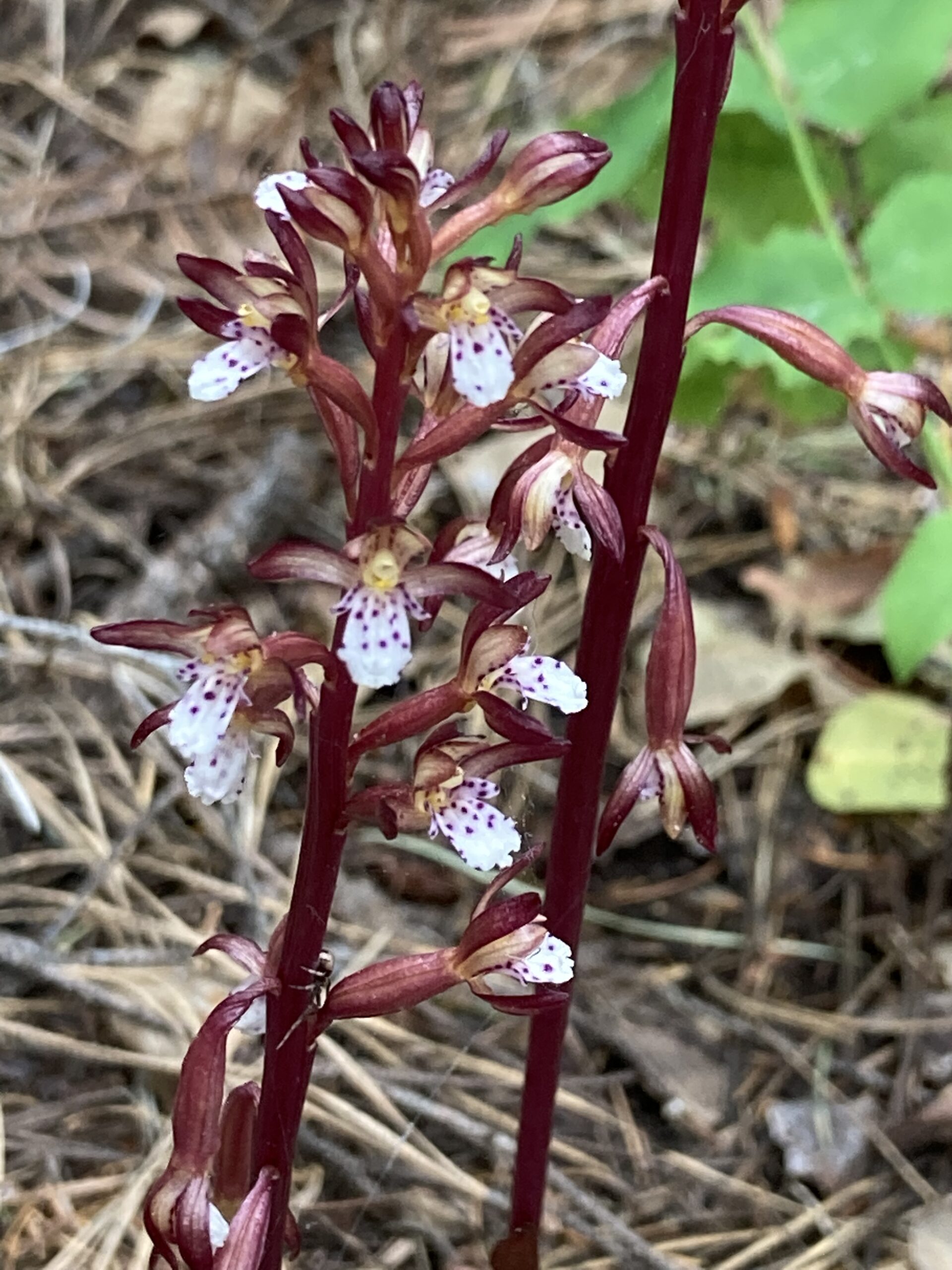A close of coral root, with white flowers and a purple stem found in the Gate Creek Timber Sale.