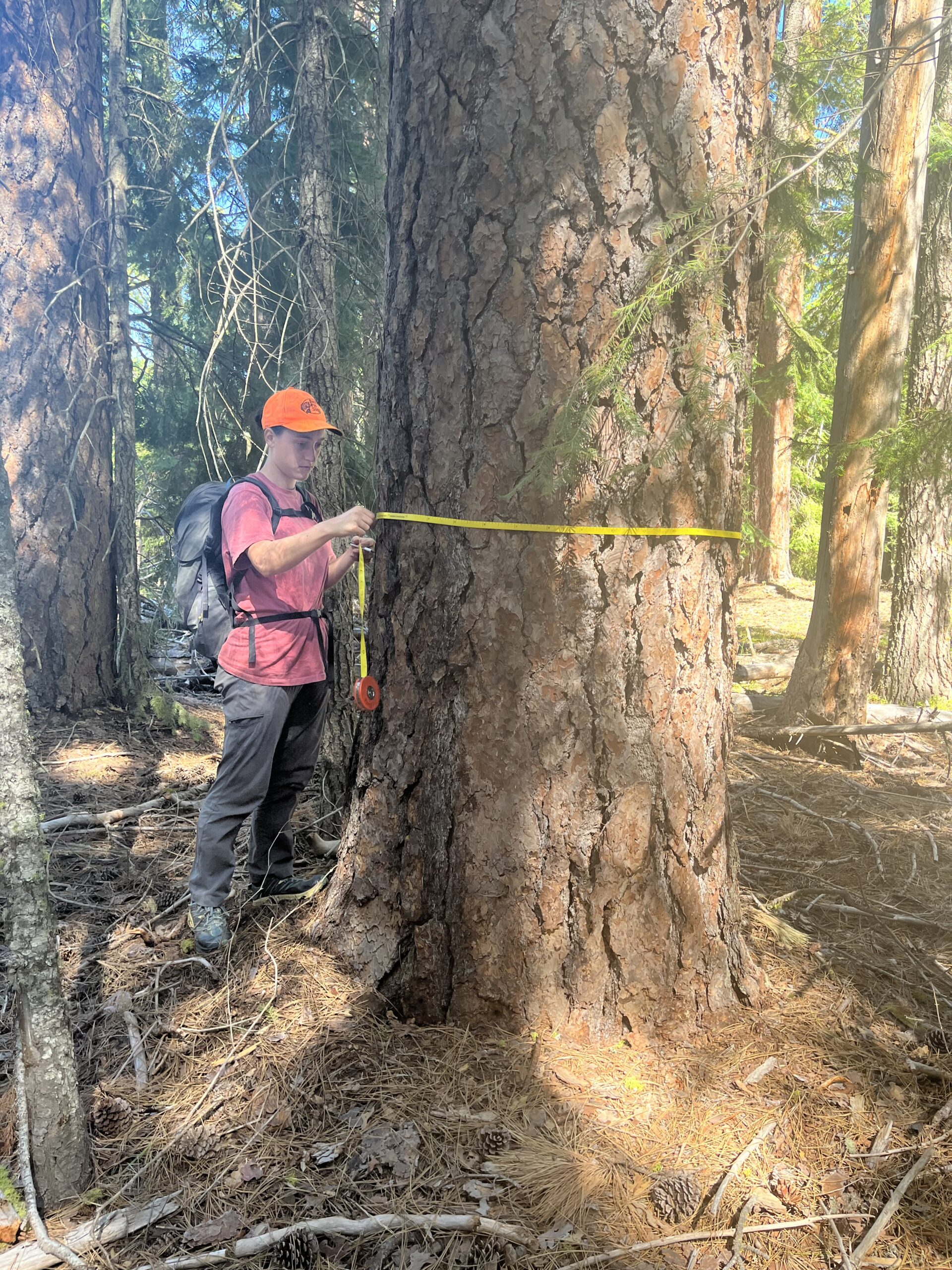Misha, Bark's Forest Watch Coordinator, in a neon orange ball cap and pink t-shirt is seen measuring the circumference of a large tree with a yellow measuring tape. Their eyes are focused in front of them where the two ends of the tape meet.