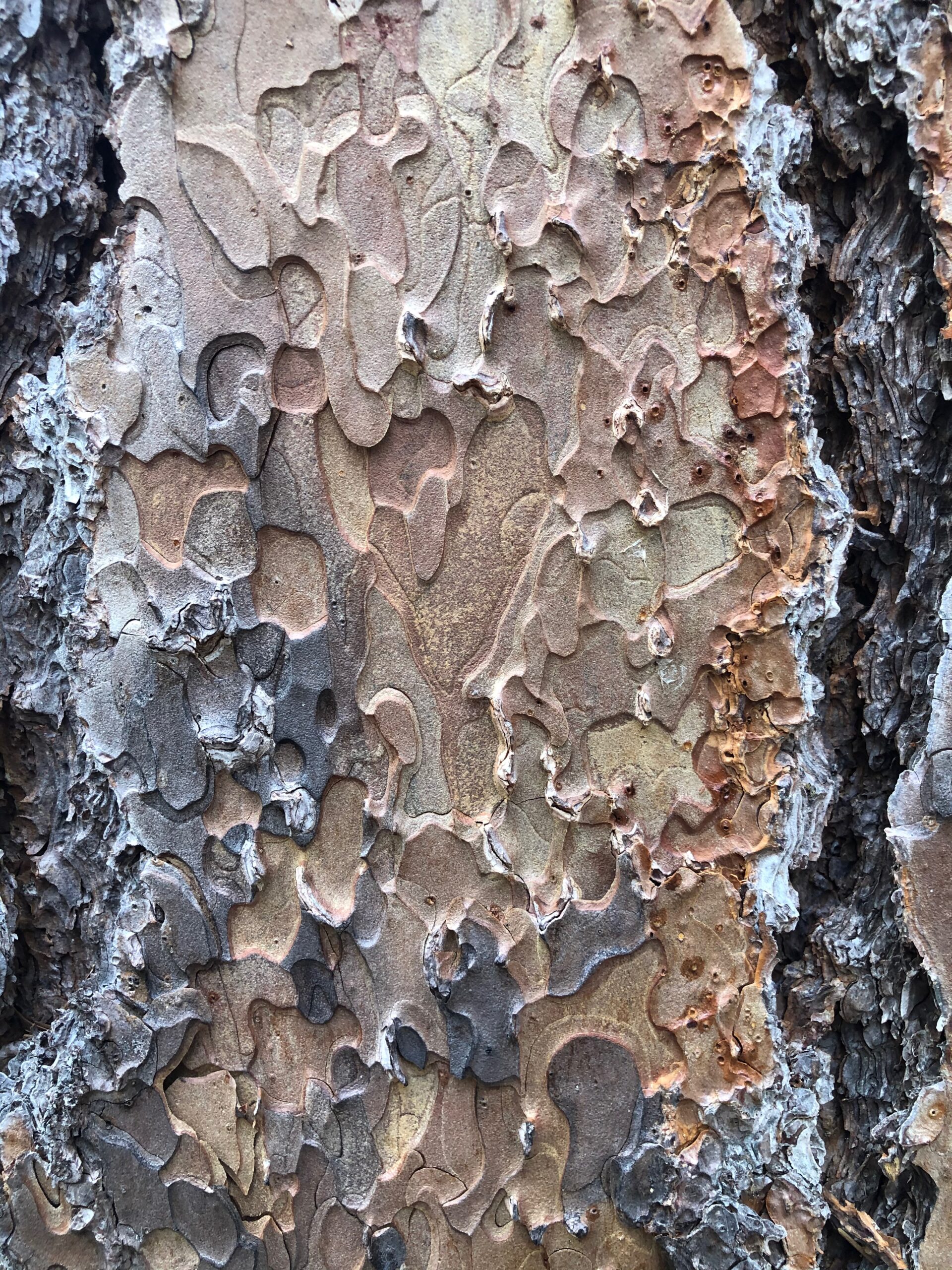 Puzzle like multicolor tree bark in various tones of brown