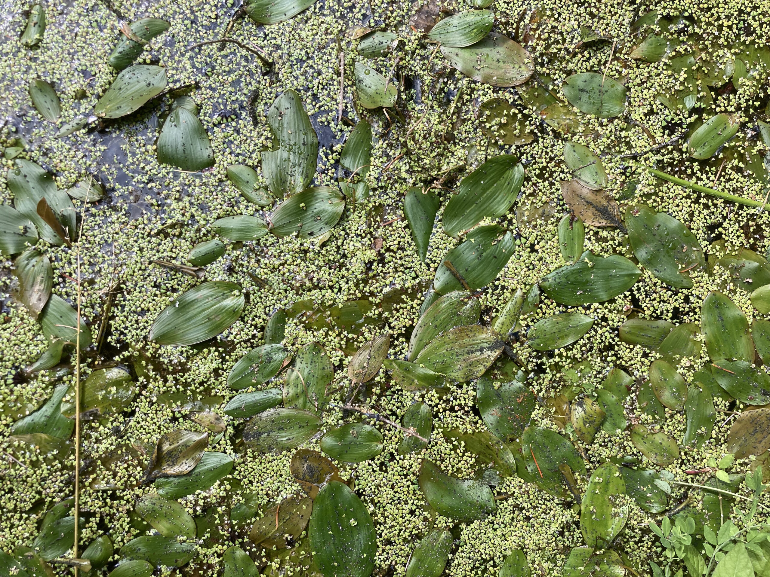 Close up image of aquatic plants floating on the surface of water, found in wetlands within the Riverside Fire Complex. There are shiny green leaves intermingled with lighter green seed pod like material.
