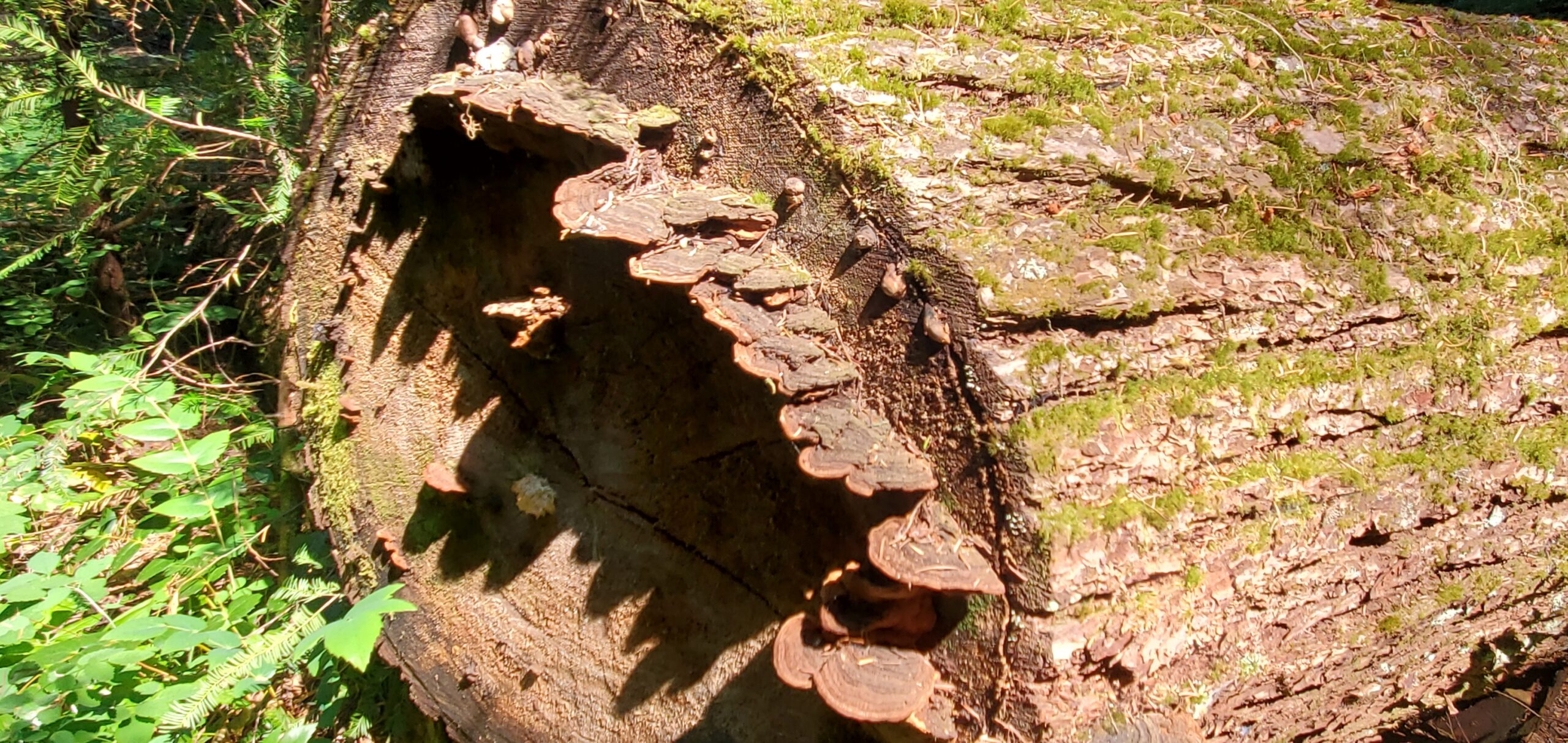 This is a close up of a cut log with turkey wing mushroom growing on it. The log has moss growing on its bark and other green wetland plants in the background.