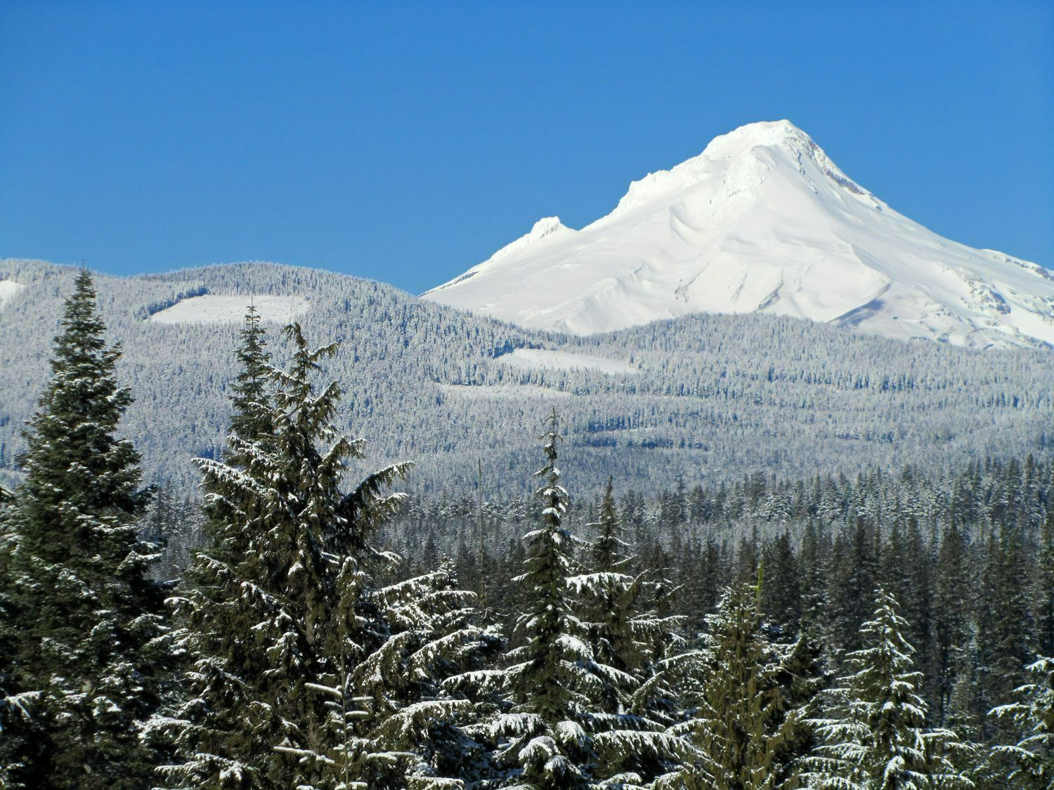 Color photo of a snowy Mt. Hood on a clear, cloudless day. The bright blue sky stands in contrast to the white blanket of snow covering the mountain and the surrounding coniferous forest. In the foreground some of the closer trees appear in more detail, with less snow.