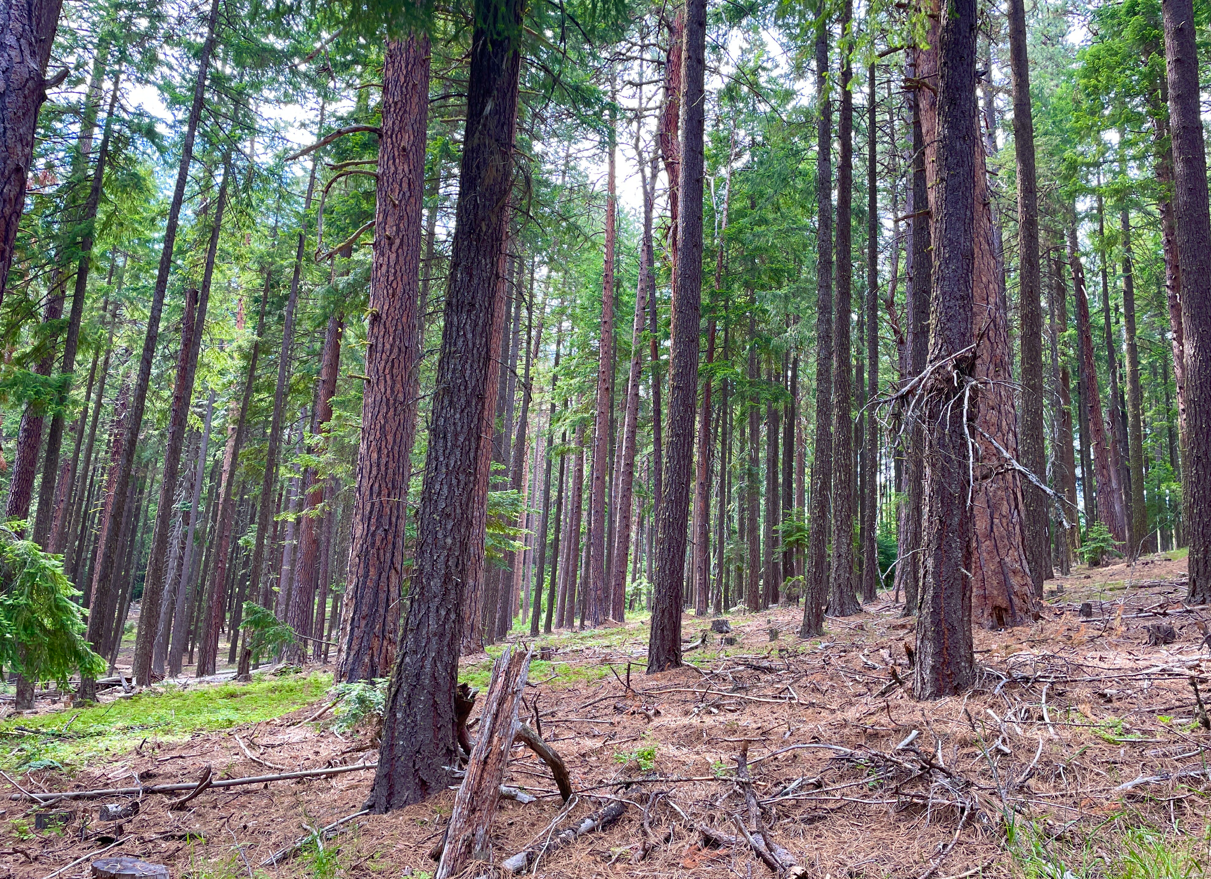 This image shows an open wooded landscape on a sunny day in the Gate Insect and Disease project area of 