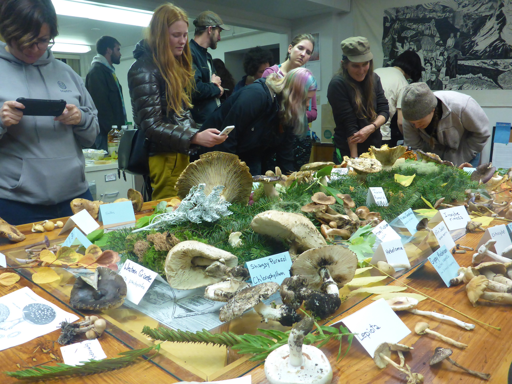 This image shows a photo from a Bark Ecology club: Mushroom! It shows a table covered in moss and various mushrooms with a group of volunteers and staff gathered around and examining the specimens.