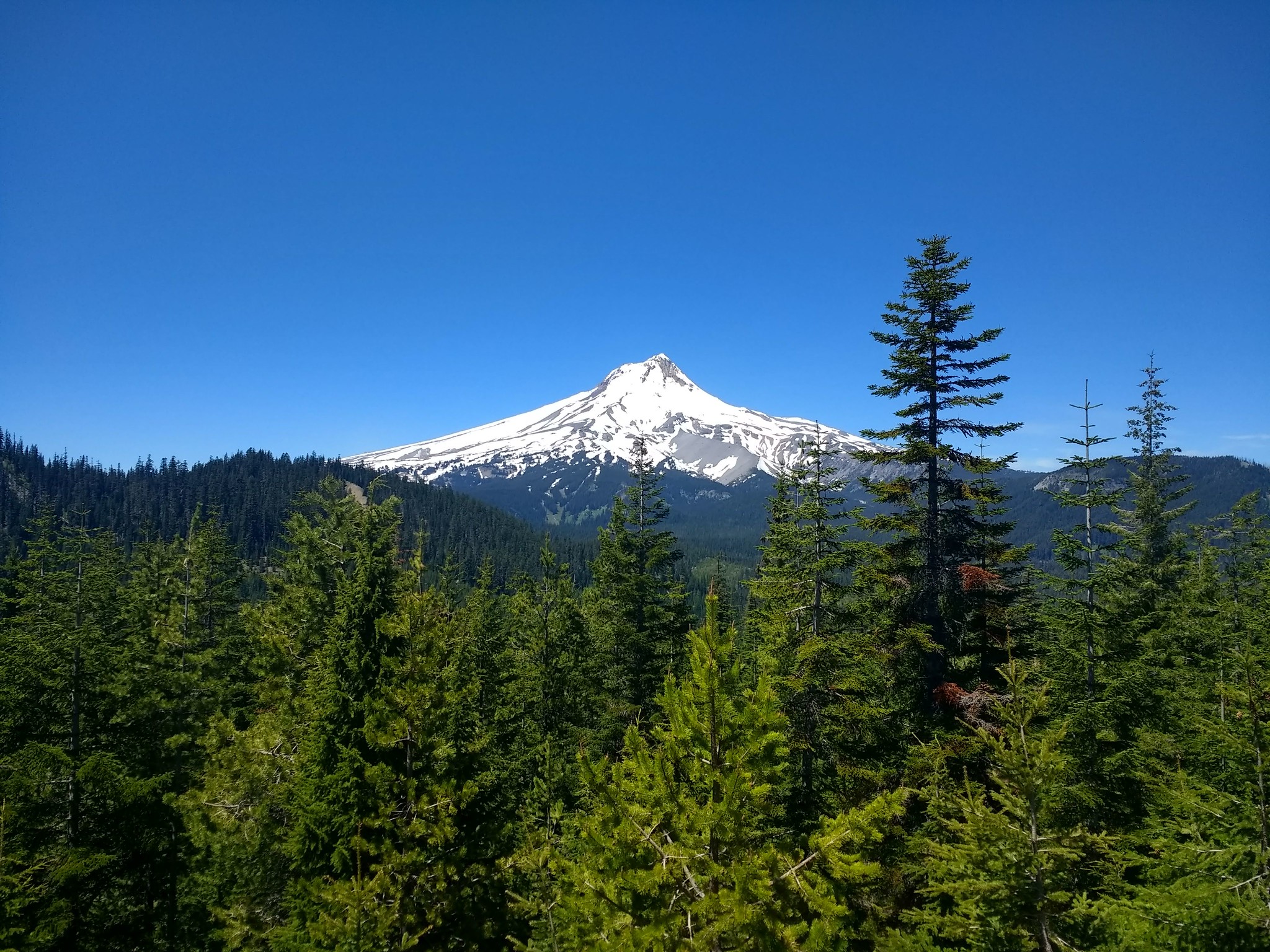 This image features Mt. Hood popping up above a horizon line of trees in Mt. Hood National Forest, all beneath a bright blue sky.