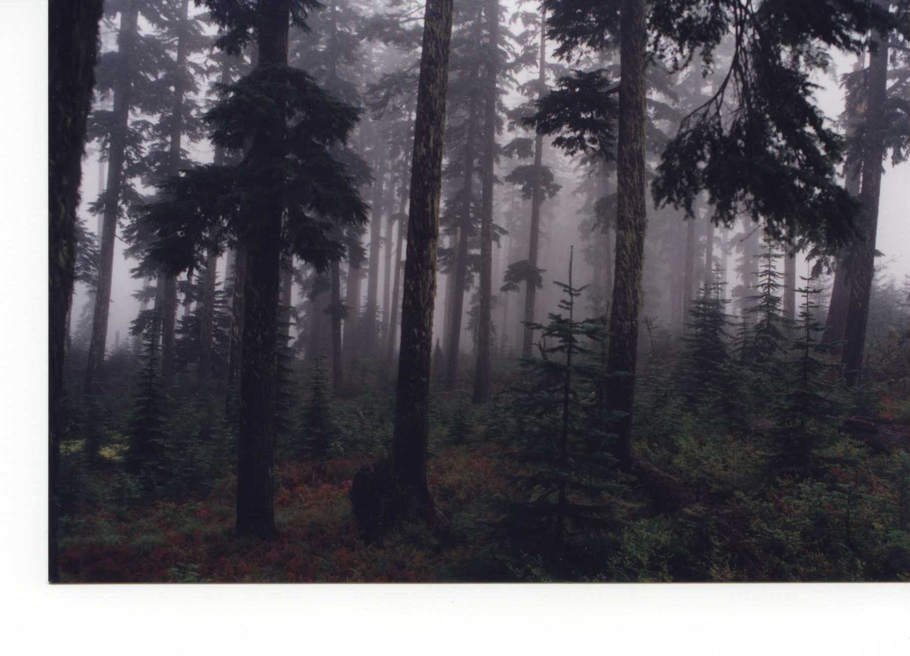 This is a picture of a dark, foggy forest in the Zan Timber Sale.