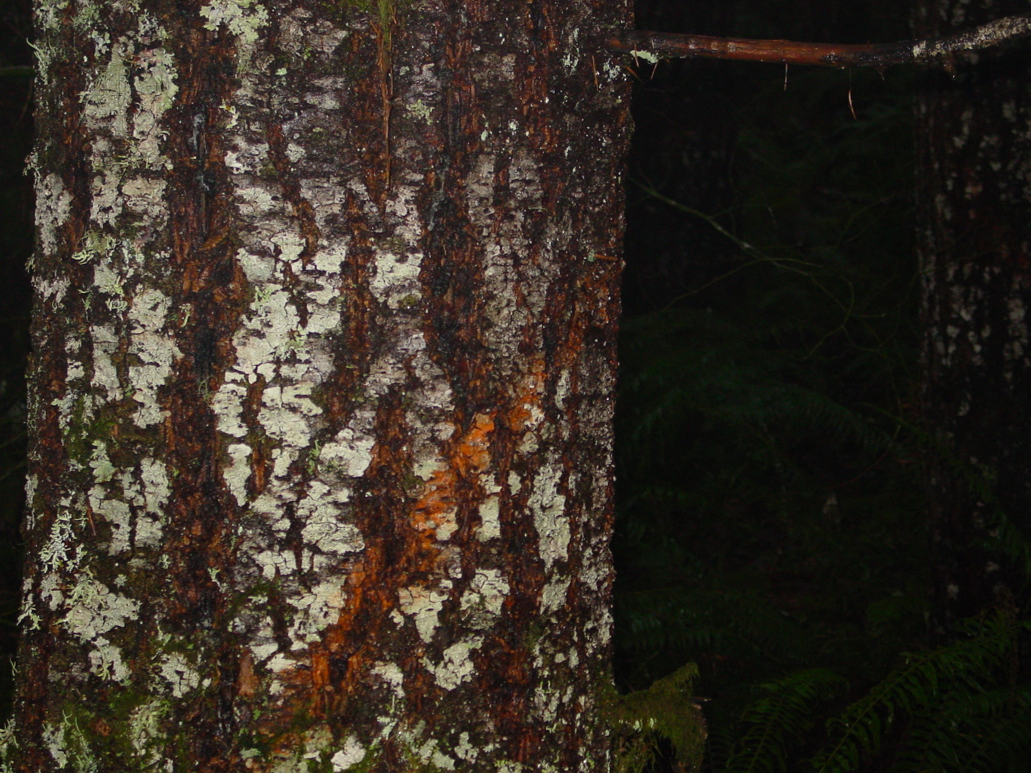 This is a closeup picture of tree bark in the Slip Thinning Timber Sale.