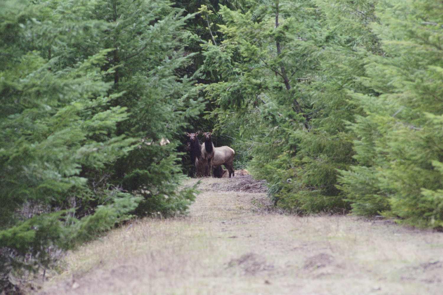 This is photo taken in the Solo Timber Sale. In the center of the photo are two elk looking at the camera through a clearing of young trees.