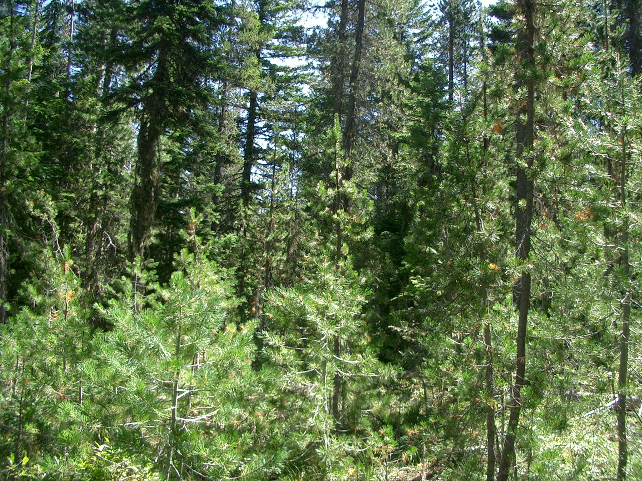 This is is a landscape photo of lodgepole pine midstory in the Summit CE Timber Sale.