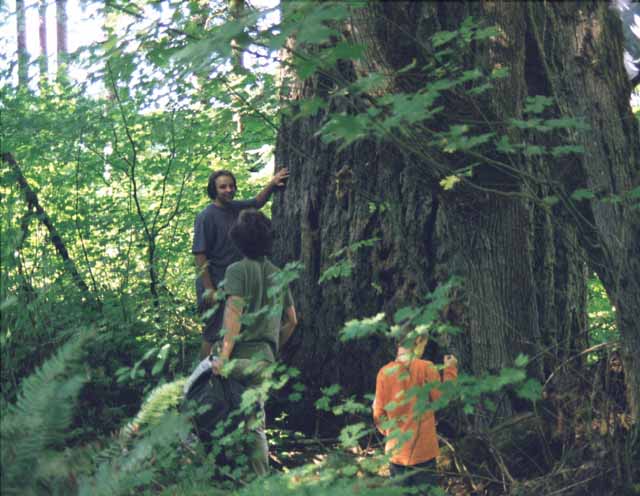 This is a picture of a person leaning up against a large old growth Douglas Fir. There is ample green understory of ferns present.