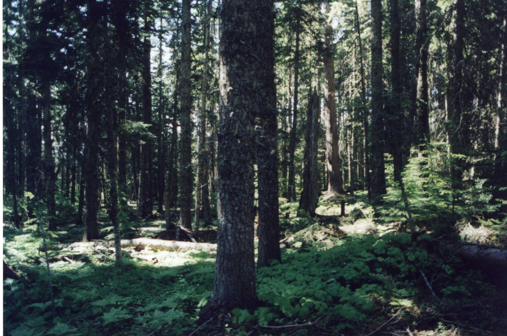 This is a photo of the Upper Boulder Timber Sale before it was cut. There are some sizeable trees, plenty of fern filled groundcover, and some midstory trees.