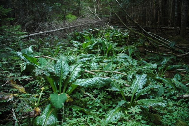This is a close-up of various wetland plants on the forest floor in the Wildcat Timber Sale.