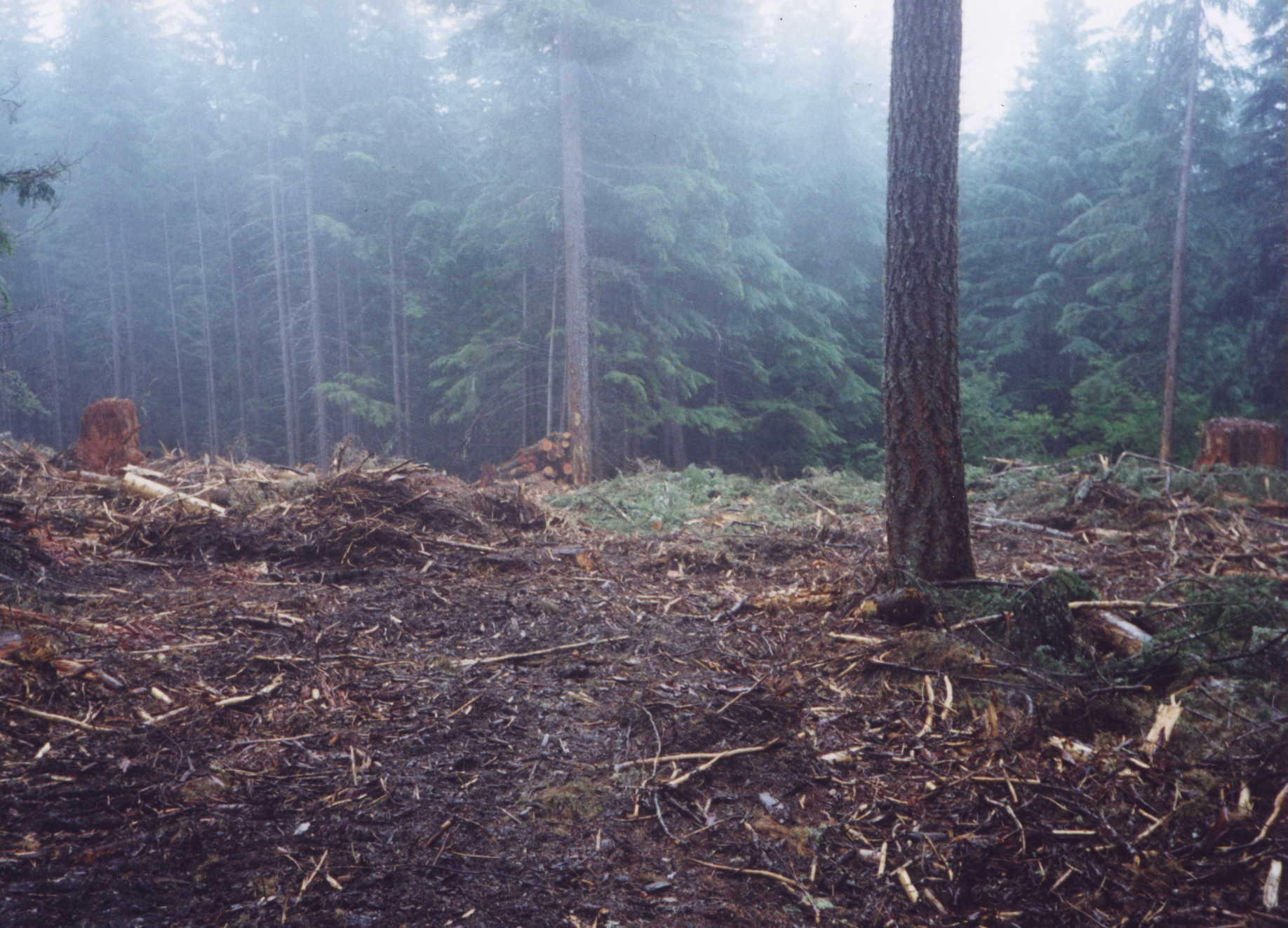 This is a post-logging photo of the Winslow Timber Sale. While the background is logged, there is one tree standing in the forefront of the photo.