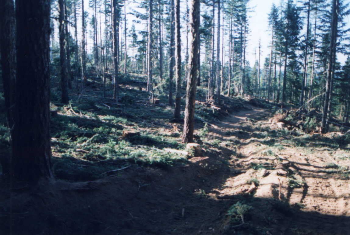 This is photo including the timber road and the cut forest, post the Yaka Timber Sale. The forest has a light stand of thin trees in the background.