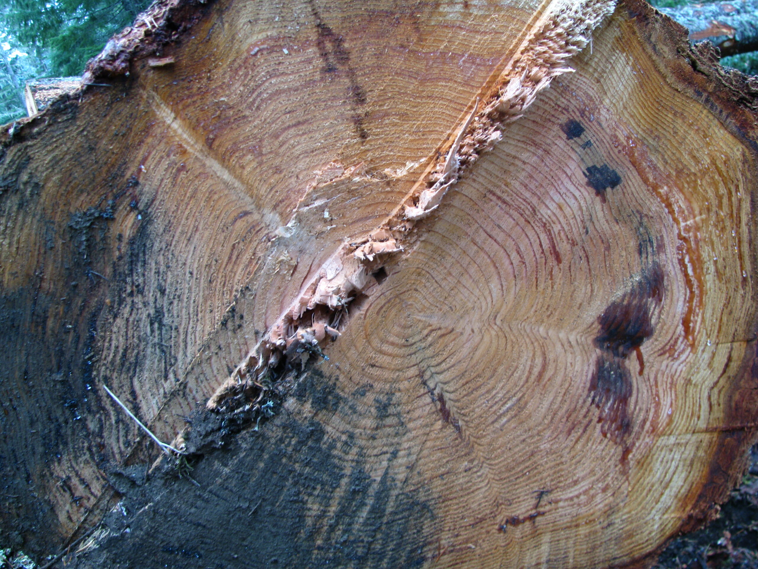 This is a cross section of a cut tree. It is cut unevenly in a diagonal through the middle.