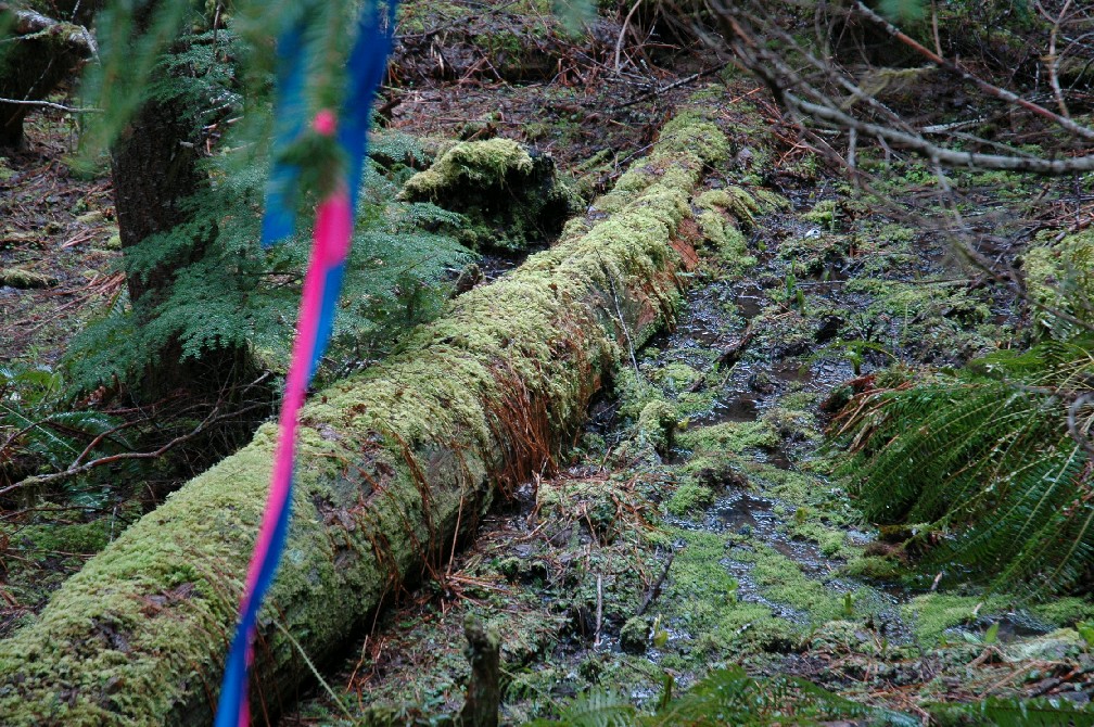 In the forefront of the photo there is pink and blue flagging hanging from a tree branch. In the background of the photo there is a downed tree covered in green moss amongst a wet seep. Surrounded by lush green ferns and mosses.