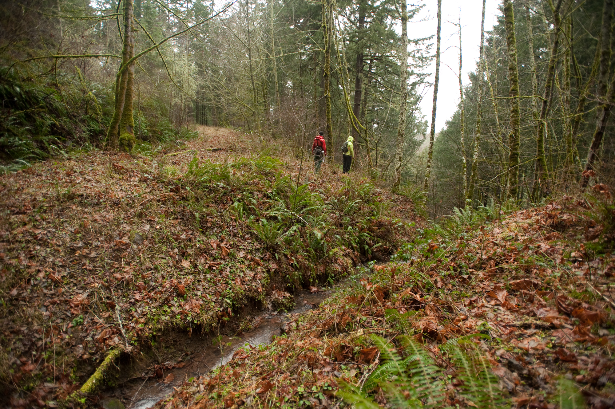 Fall leaves cover the ground in the forefront, there is a small stream in the photo. Two volunteers in rain jackets are in the background.