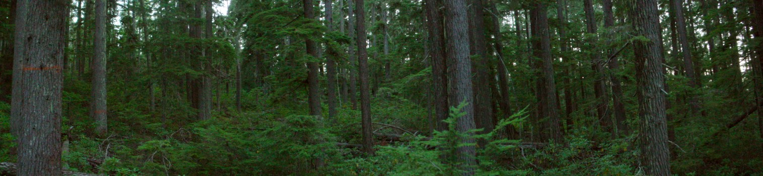 A wide view of the forest with a healthy, green understory and midstory