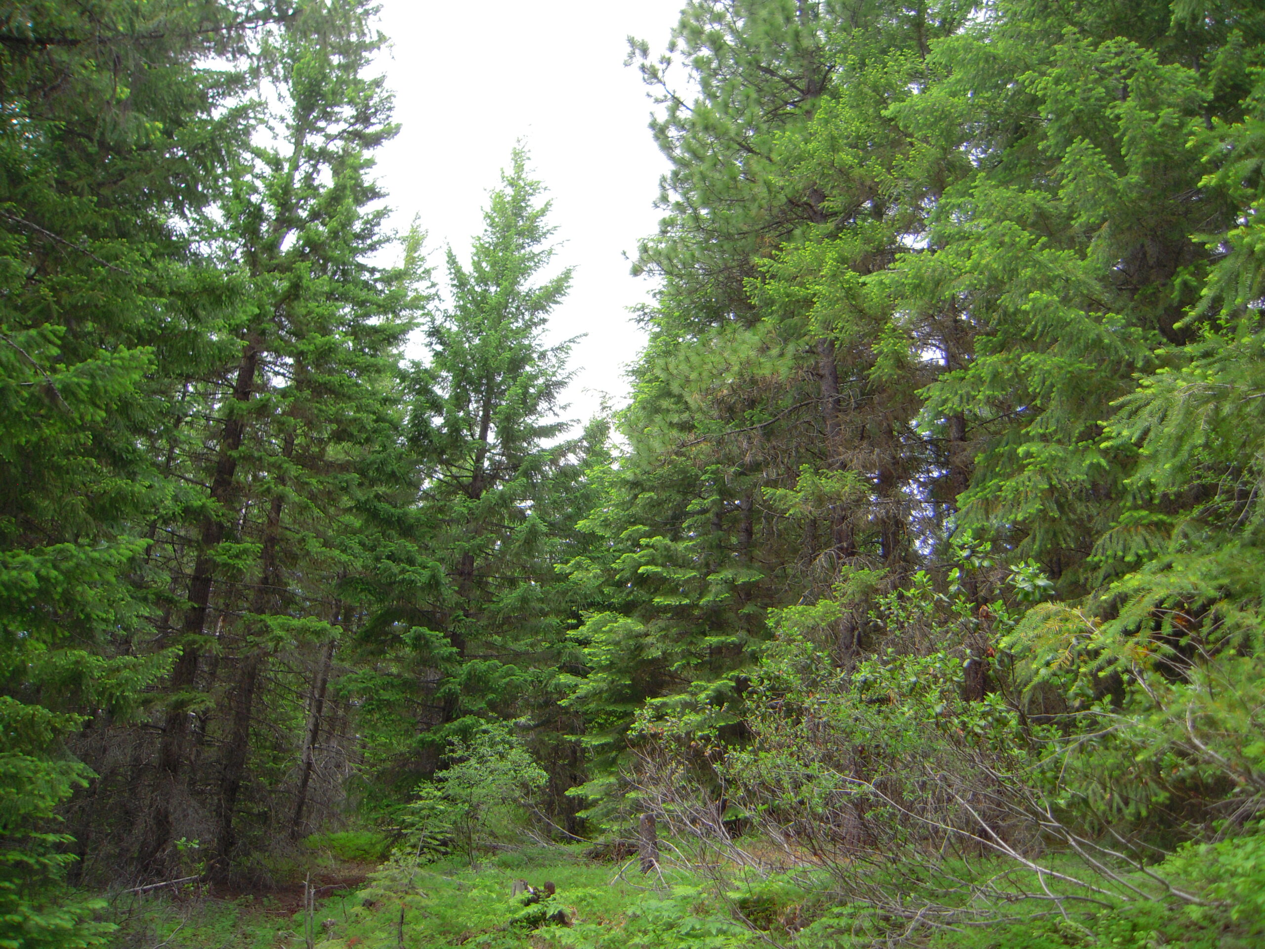 A small opening in the canopy with some understory saplings surrounded by overstory trees.