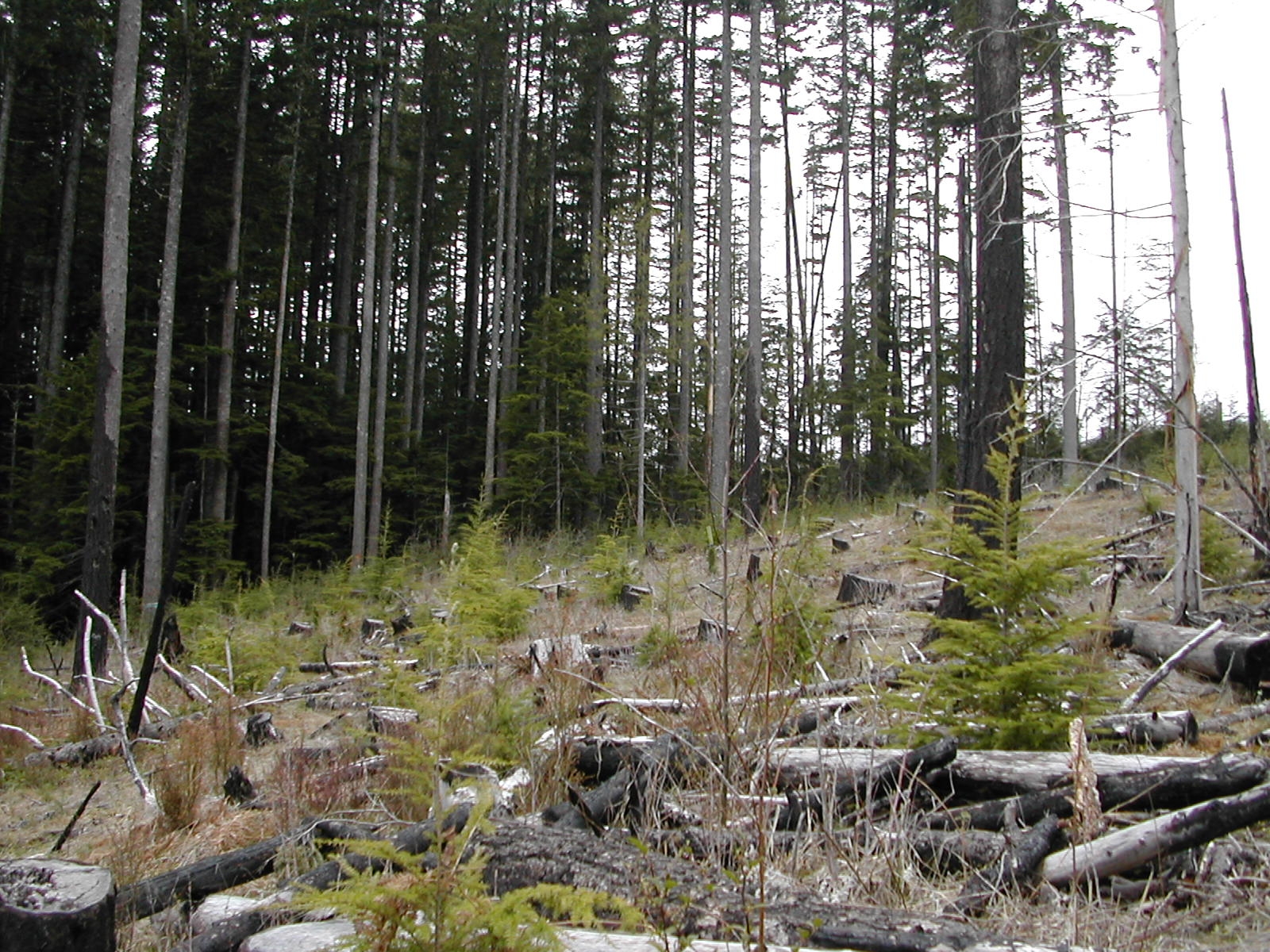 A clearcut on dry ground with some uniform tall forest in the background.