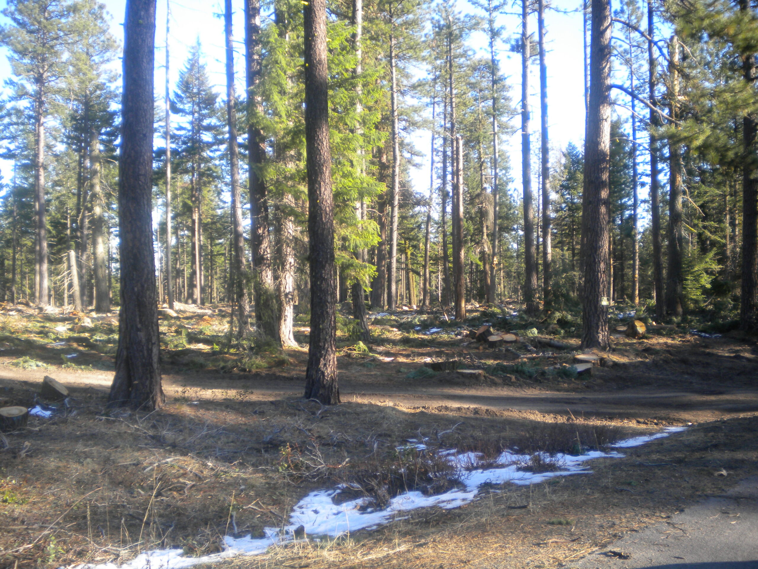 There is a little stream of snow in the front of a dry forest.