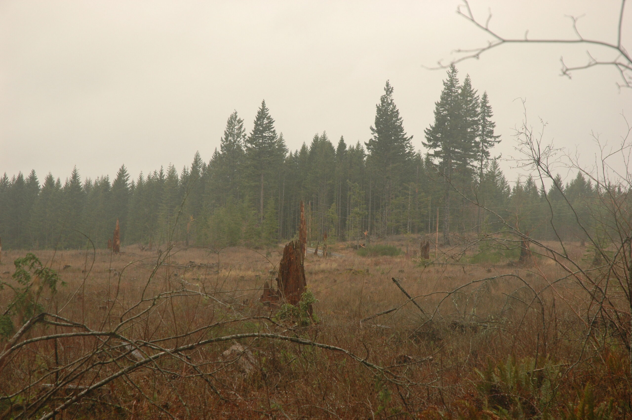 In the forefront of the photo there is a snag amongst an old clear cut. The sky is hazy as if there is a fire nearby the area. There is forest in the background.