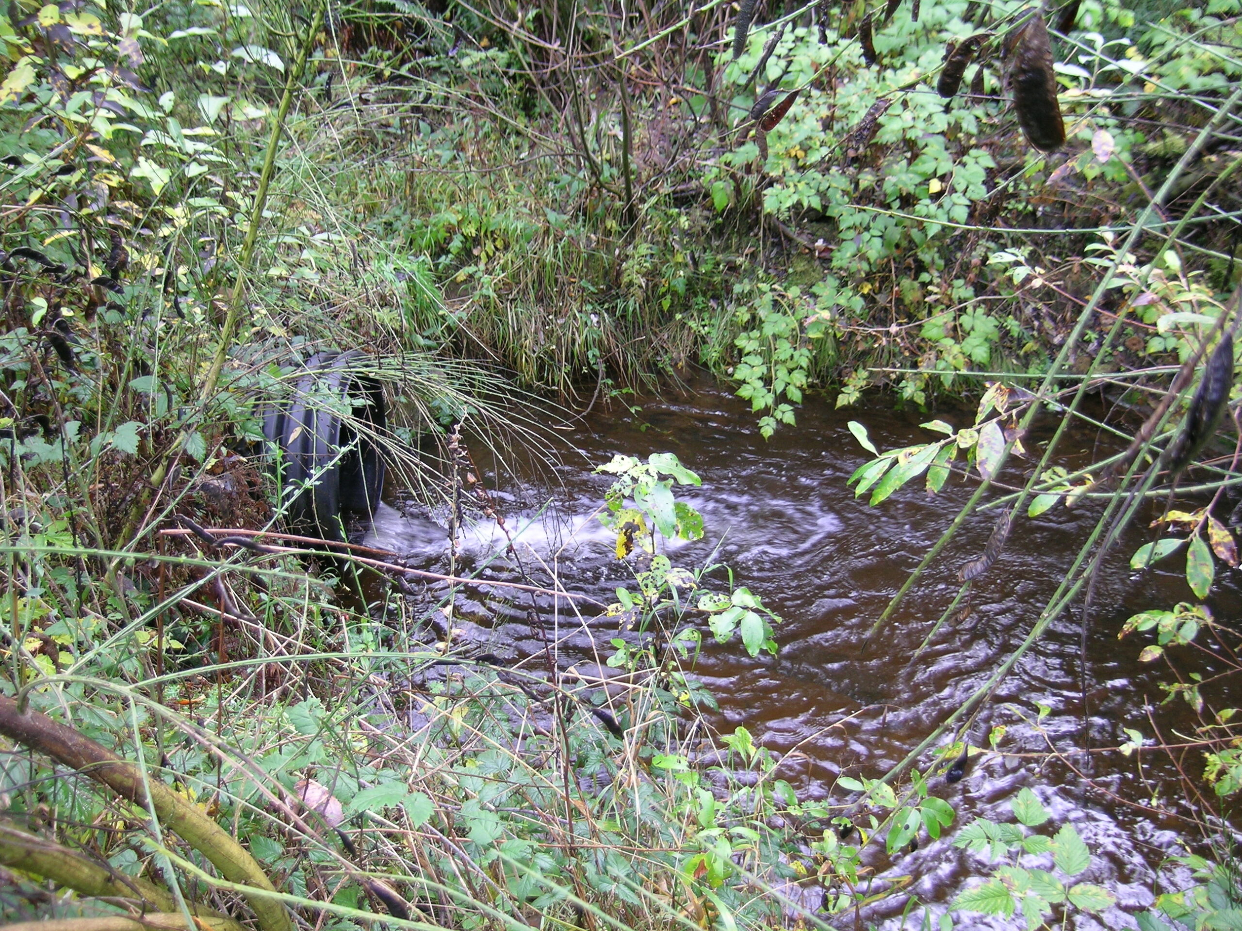 There is a healthy amount of riparian plants on either sides of the bank. Through the center of the photo there is a stream rushing out of a culvert into a small pool.