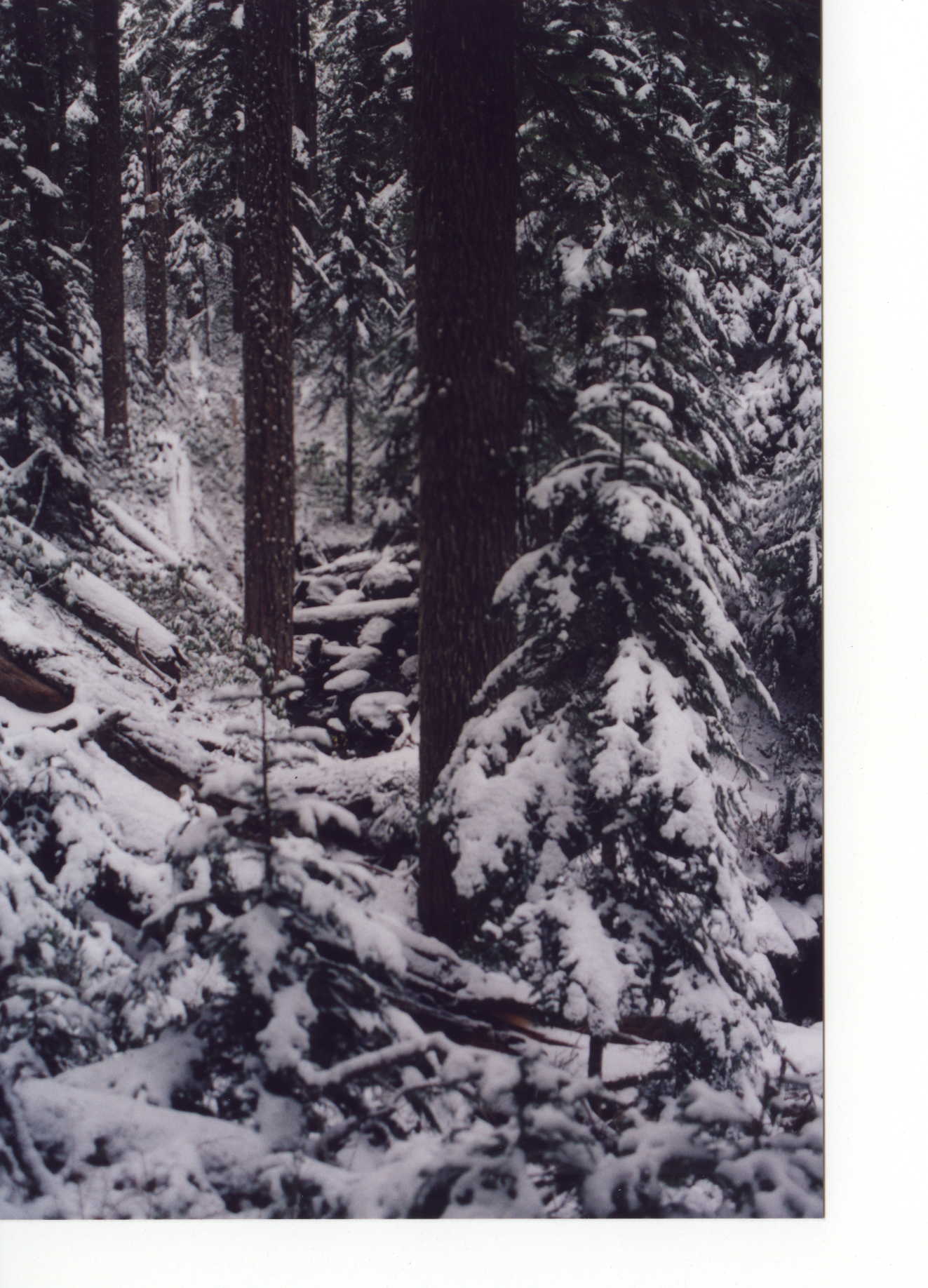 This is a snowy forest in a riparian area.