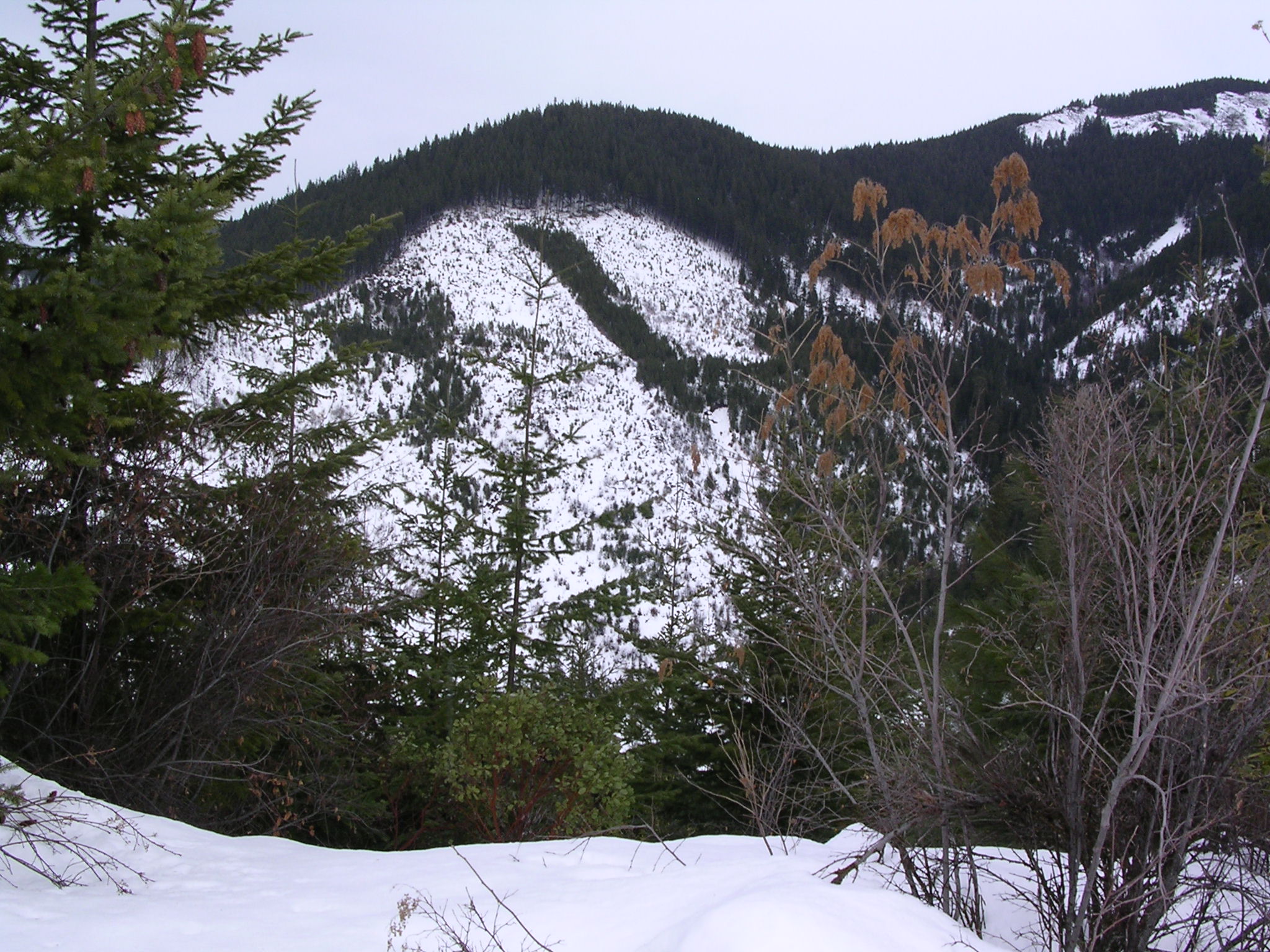 This is a view of a snowy mountain framed by some coniferous trees. This picture was taken in the Polallie Cooper Timber Sale which occured in 2005.