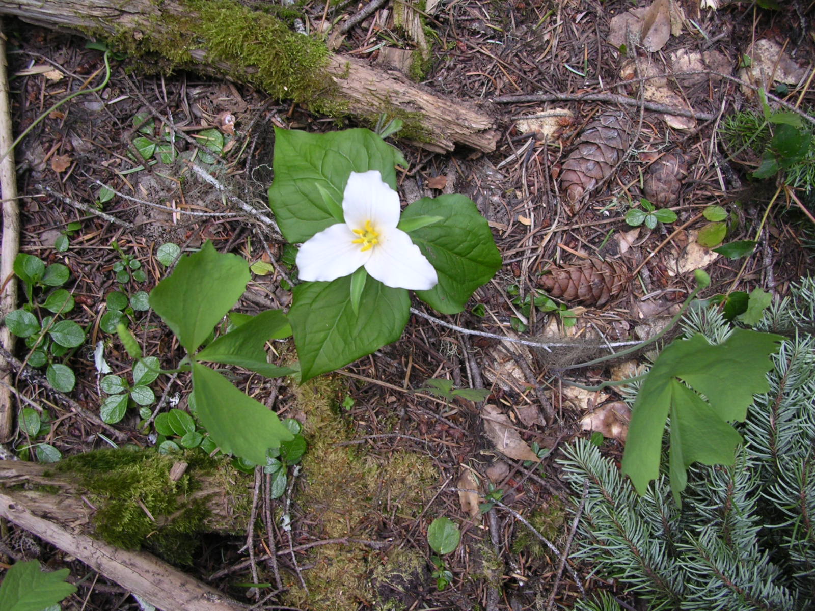 A Trillium flower offcenter in the photo growing off a moist forest floor. There are other leaves, mosses and twigs in the picture. This picture was taken within the Juncrock Timber Sale.