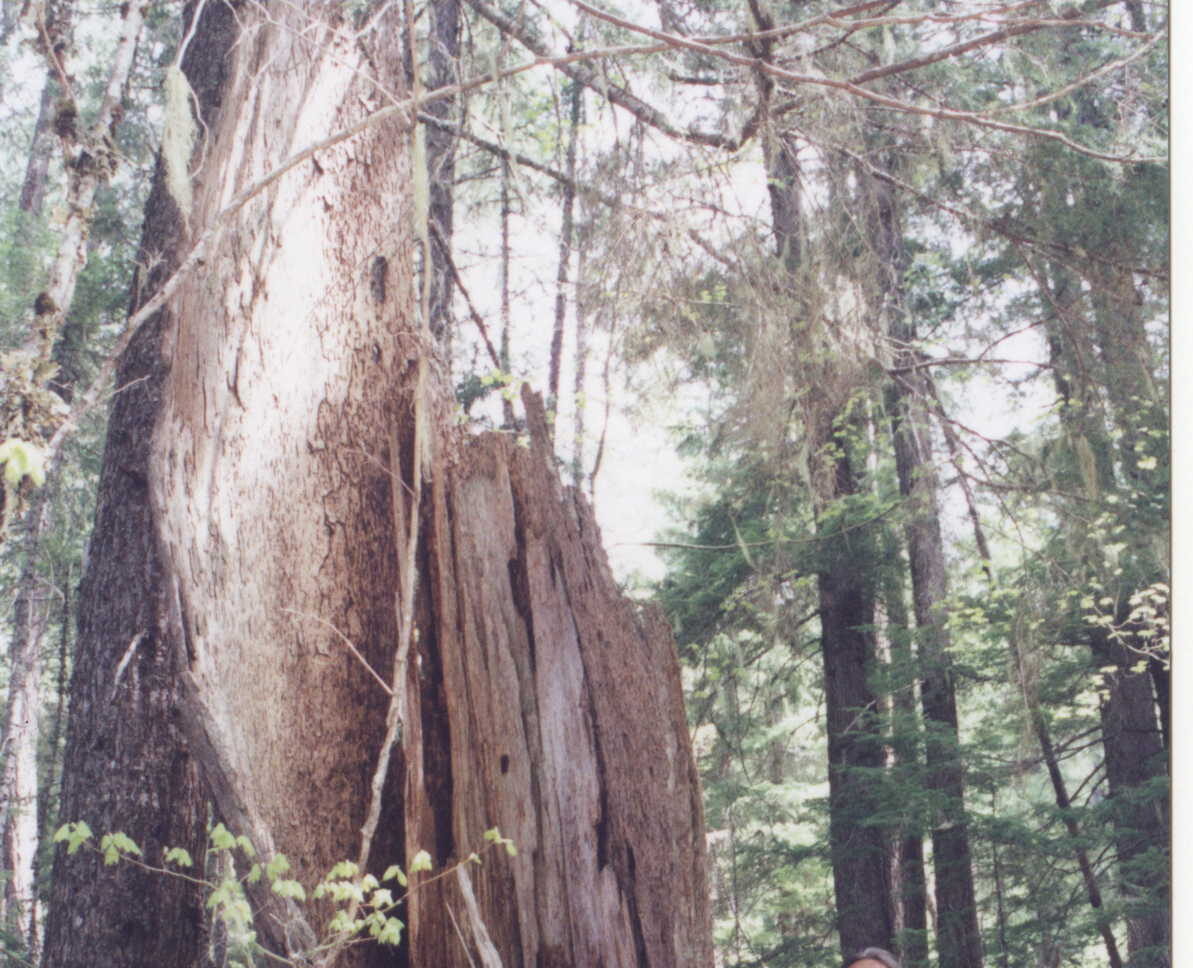 A volunteer is standing next to a a snag in the Imp Timber Sale. The snag is naturally hollowed out and the bark stands on the outer edges.