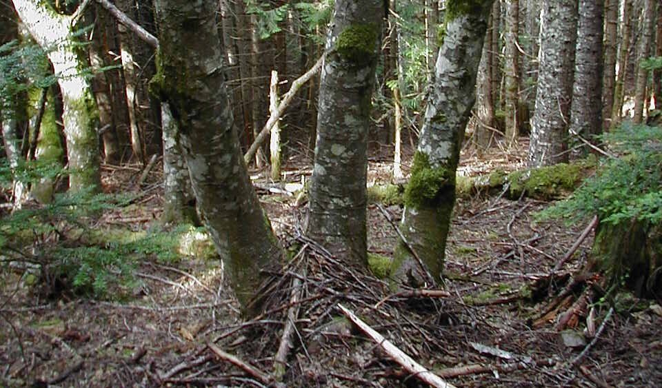 This is a broadleaf tree within the Mutt Timber Sale. The bark is white and there is a thin stand of trees in the background. On the forest floor there are some ferns present near the corners of the photo.