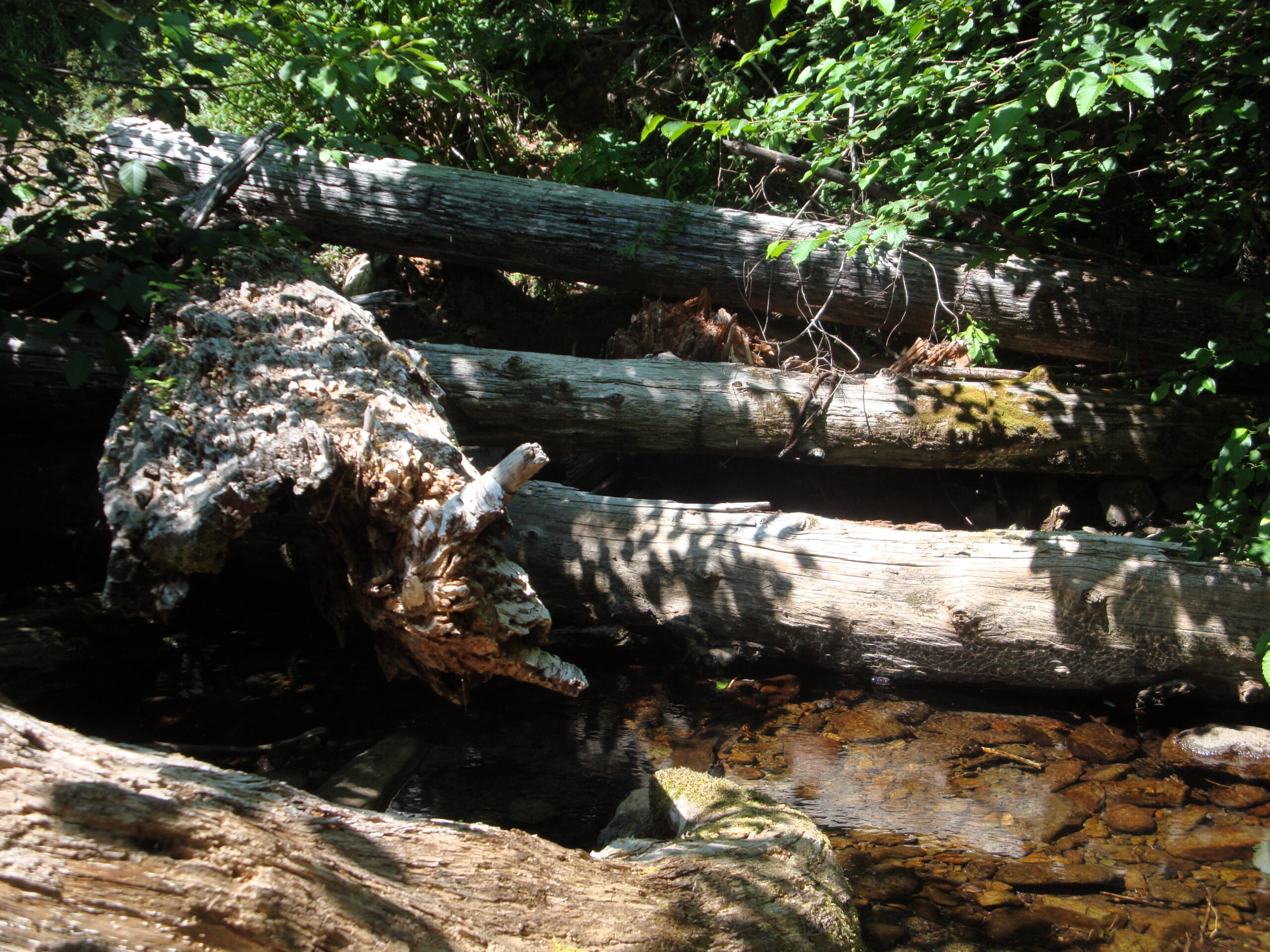 This is a picture of a small woody debris jam on a small creek within the Lake Branch Timber Sale. There are strong shadows casted on the old logs lying across the creek.
