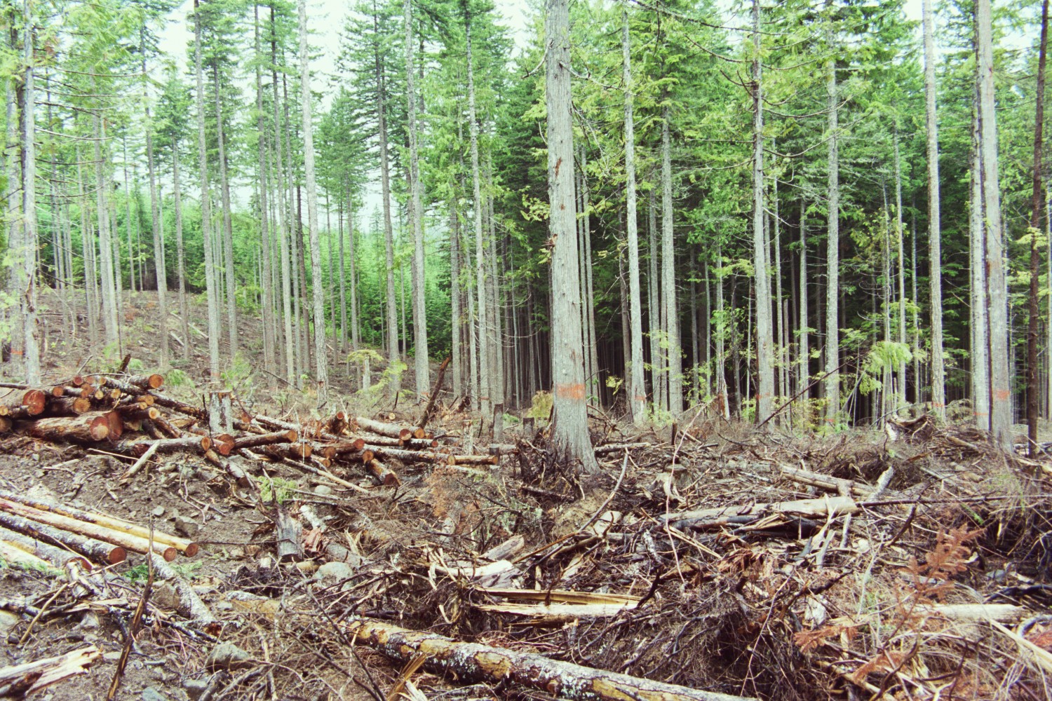 In the background, there are even age trees only growing in their canopy. In the front of those trees there is a slash pile of cut logs and woody material left from the timber harvest.