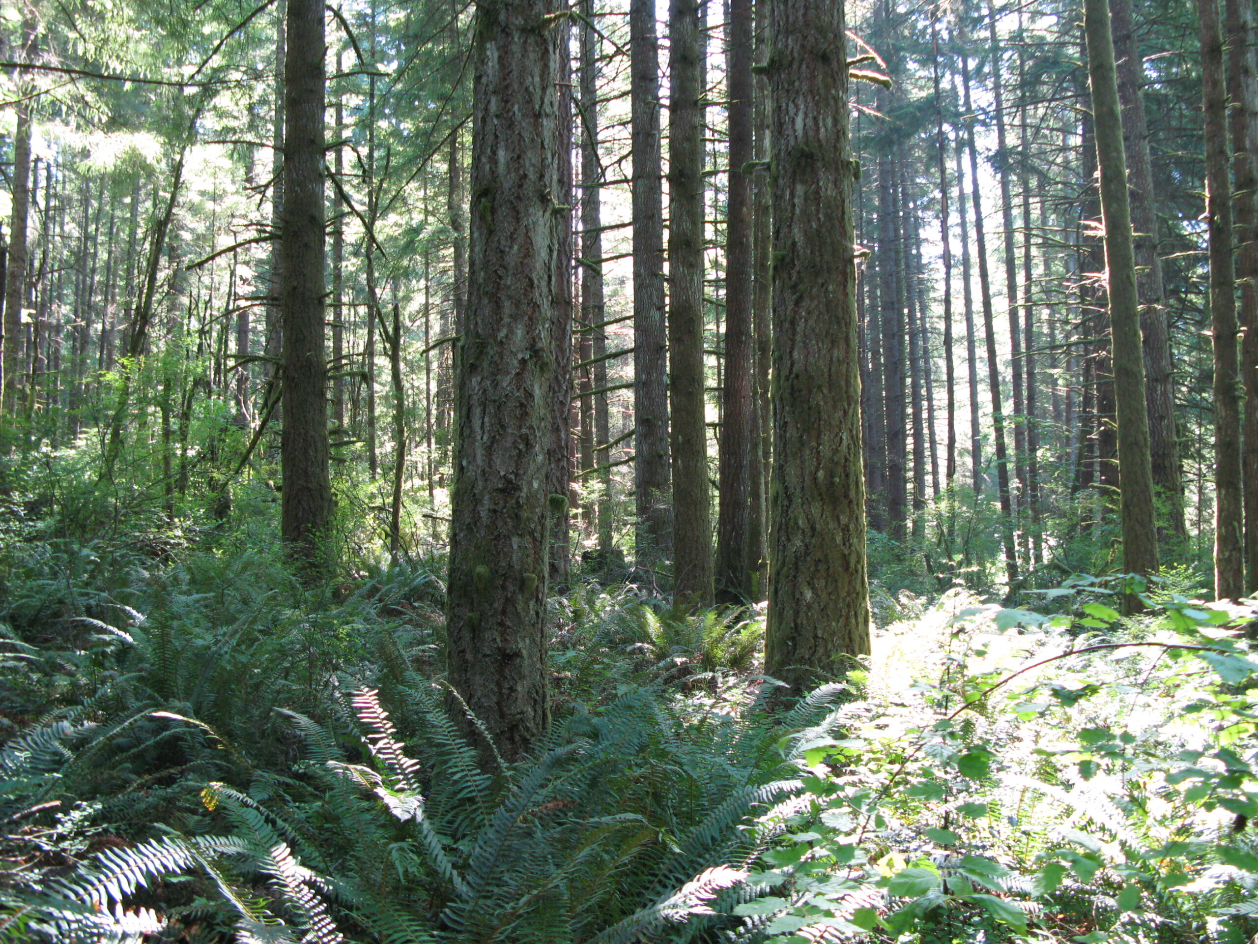 A wide view of doug firs amongst a thick green fern understory.