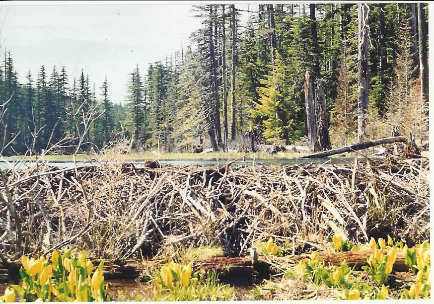This picture was taken standing in front of a beaver dam constructed by small twigs and logs. In the background is a shallow lake outlined by a darker green forest.